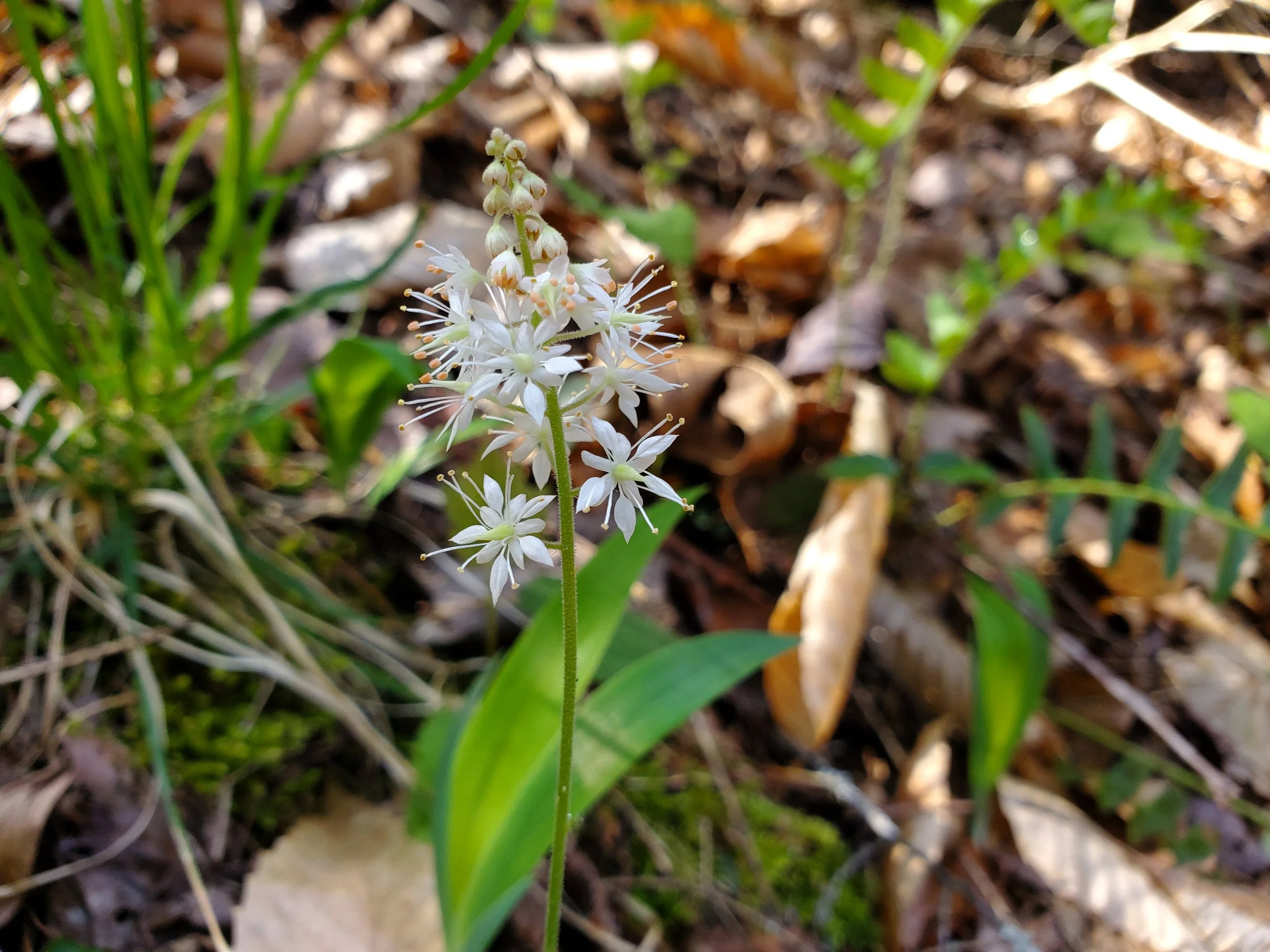 #35 White Foamflower