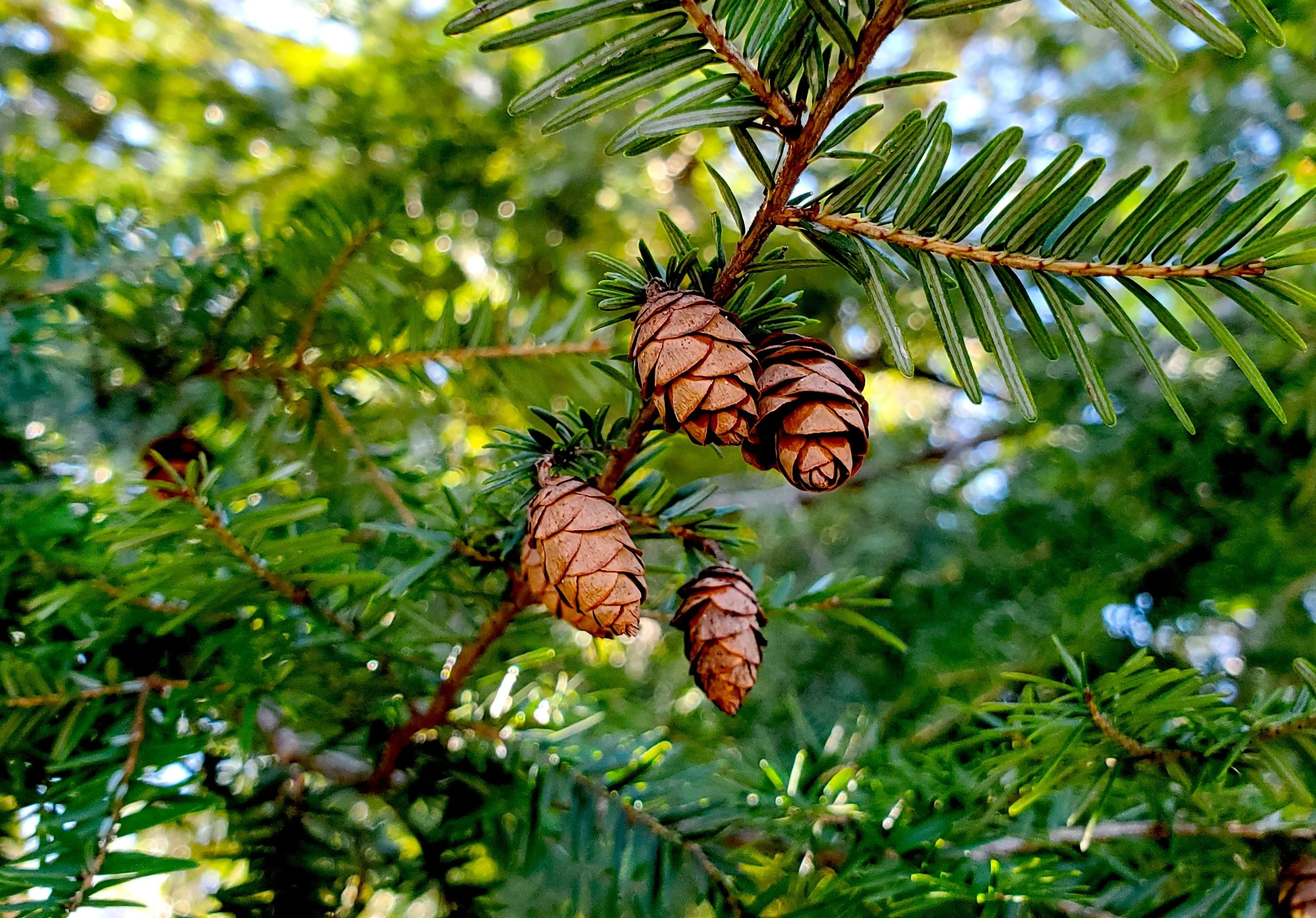 #13 Pinecones