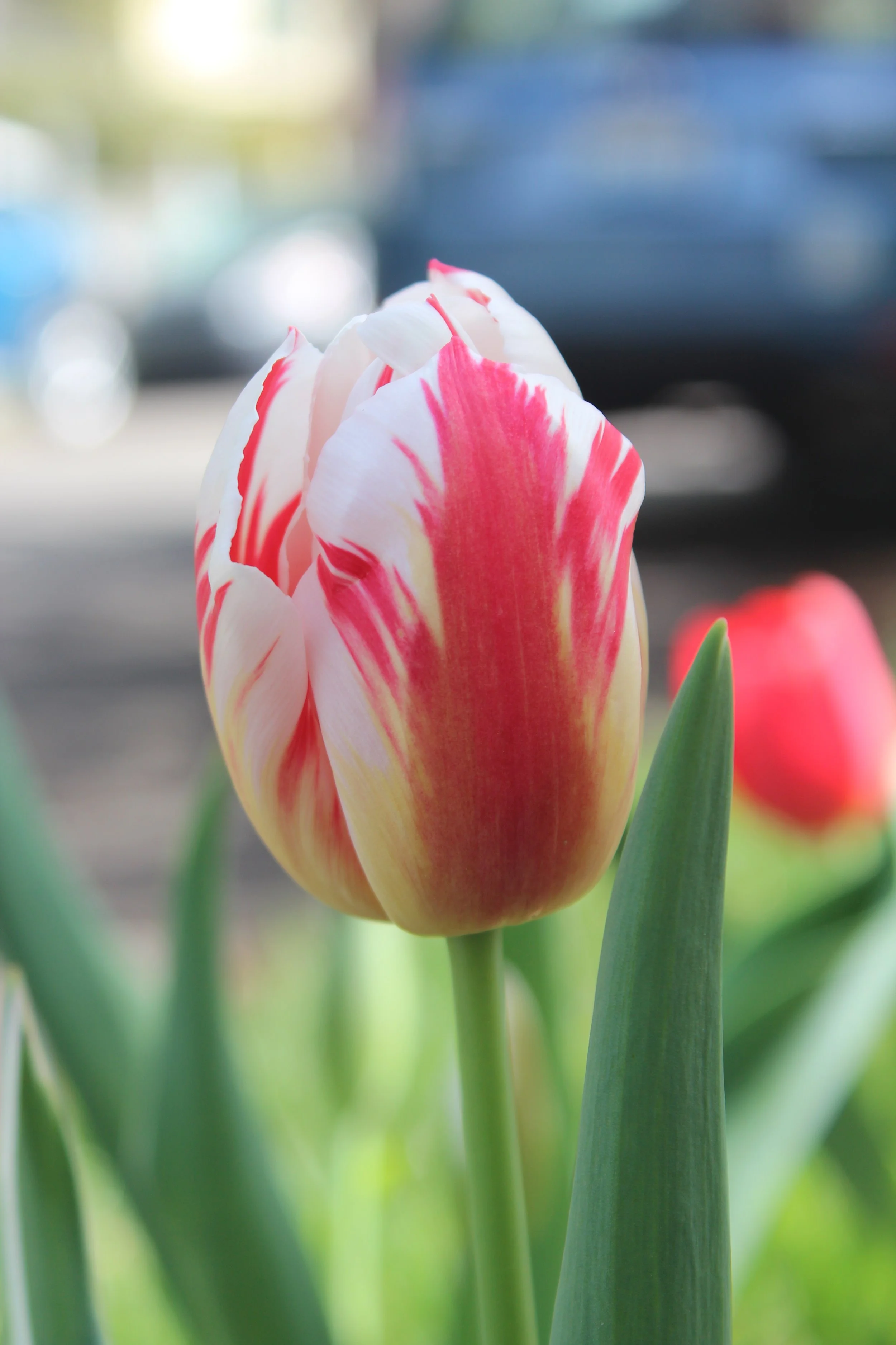 #8 Tulip