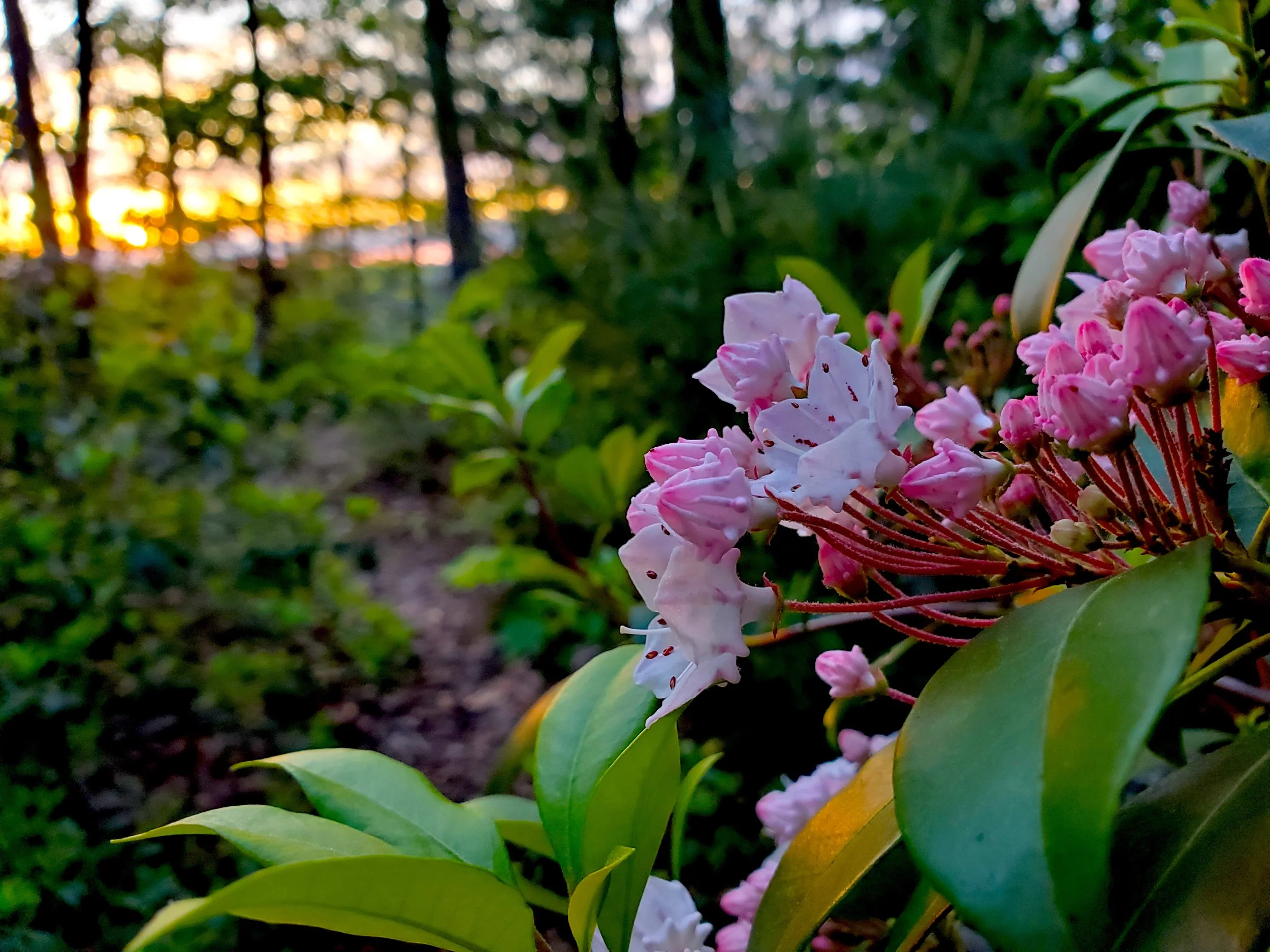 #38 Evening Laurels