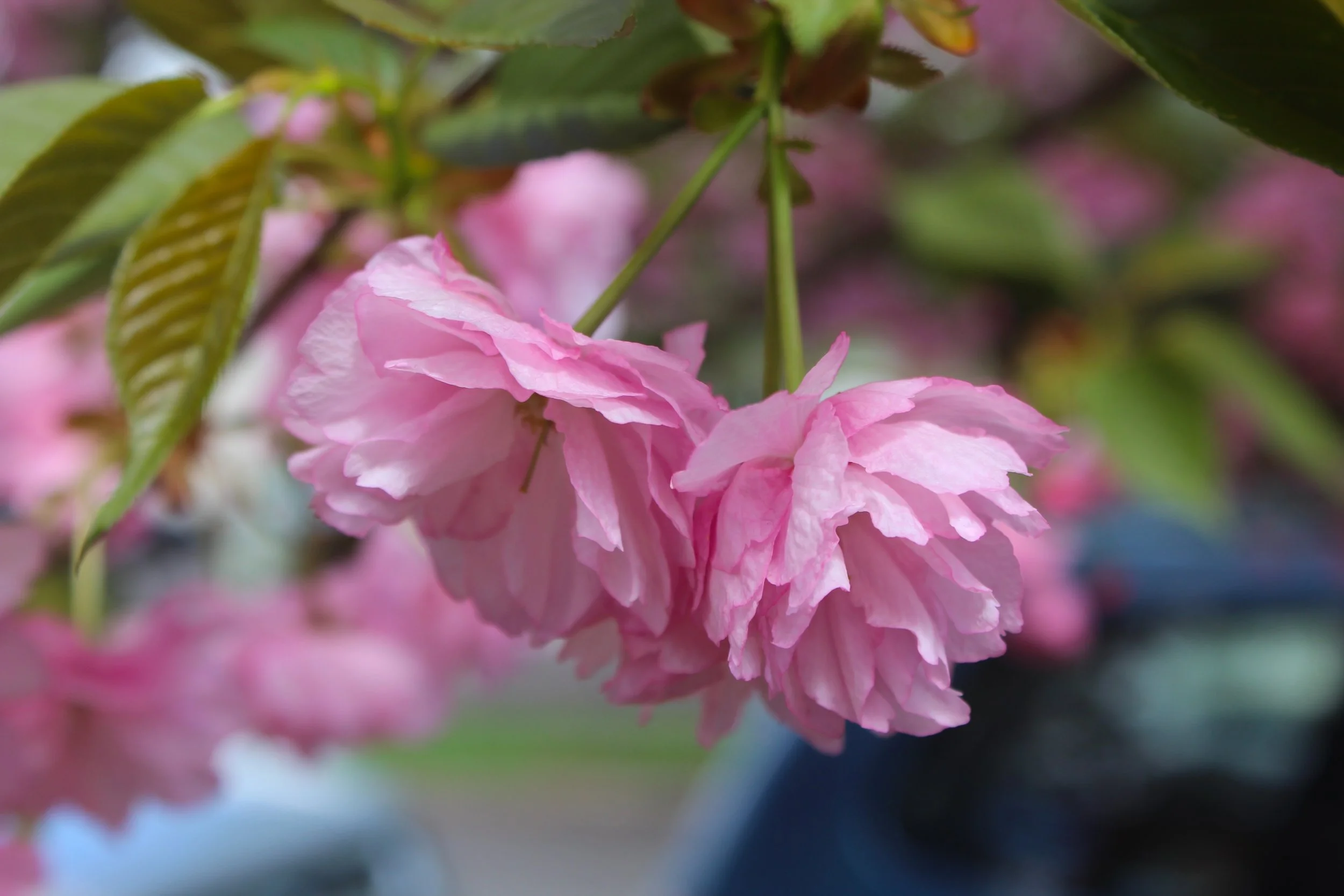 #6 Double Cherry Blossom