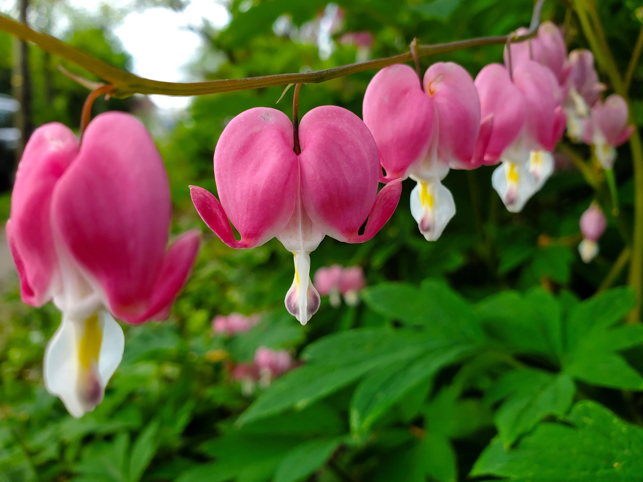 #7 Bleeding Heart 