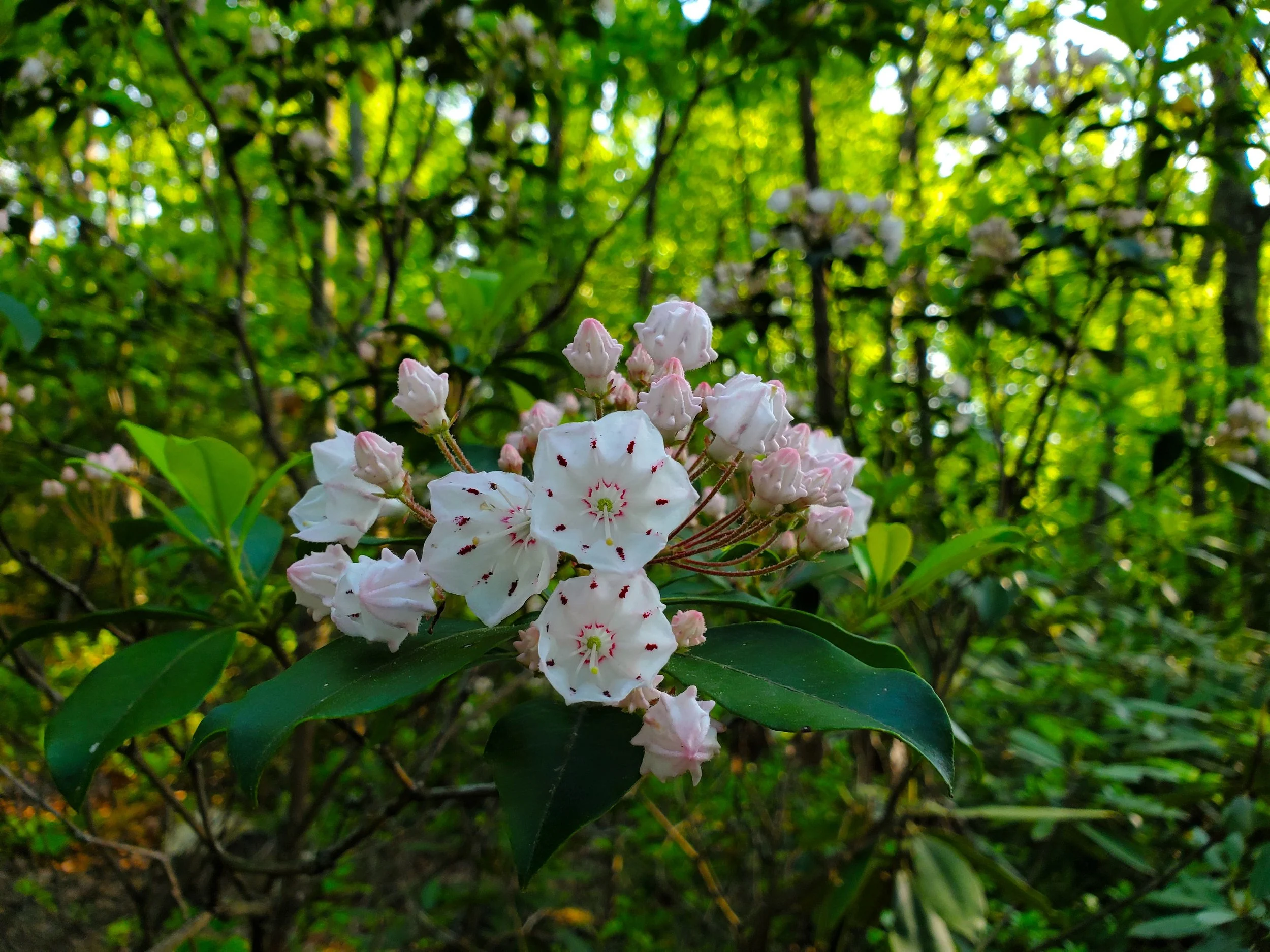 #37 Mountain Laurels