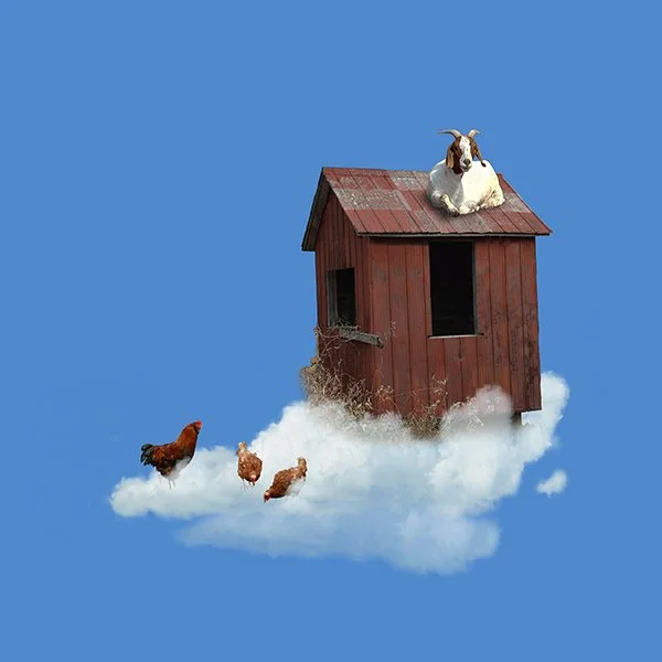 It_s That Goat Again 8x8 framed to 12x12 $120.jpg