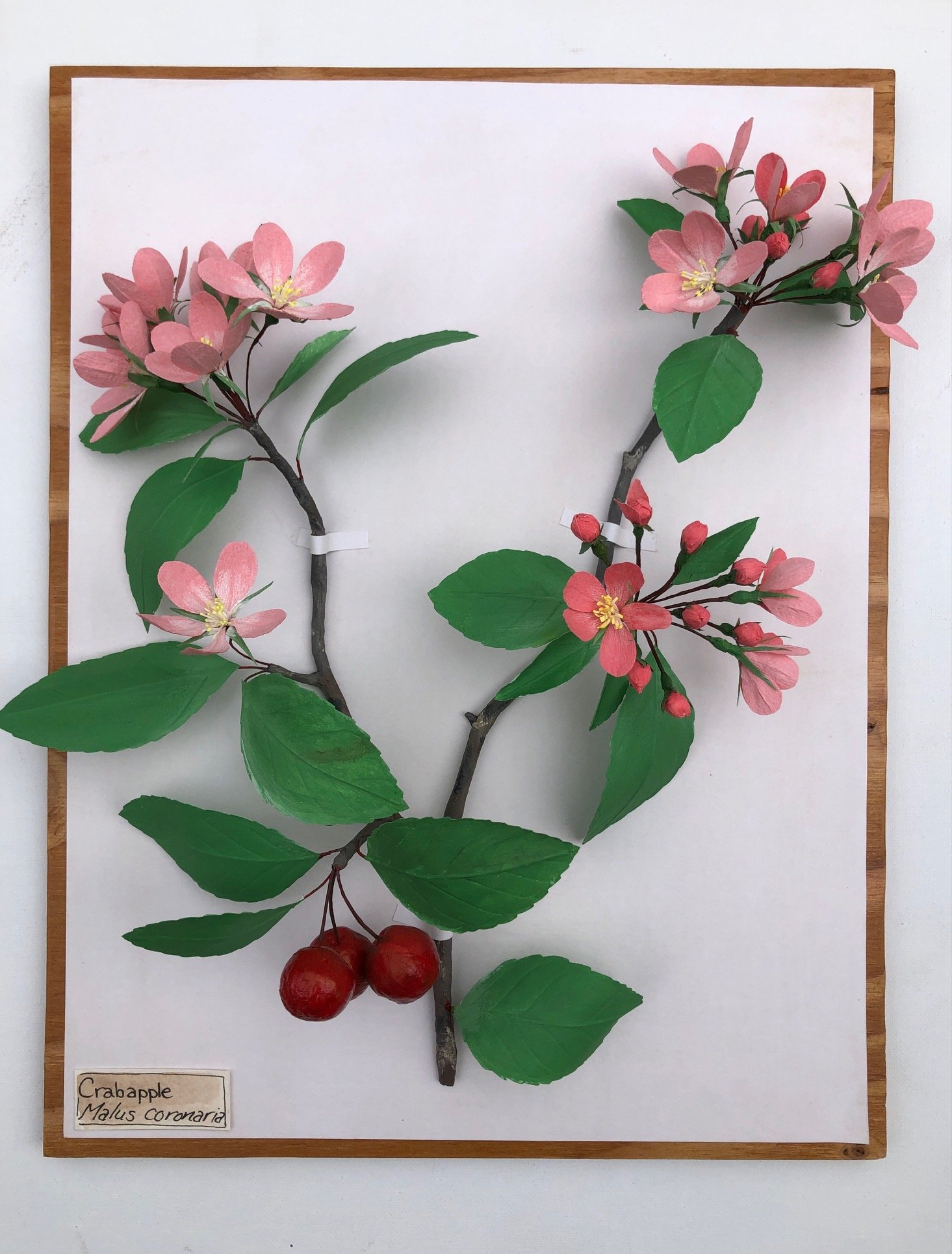 Crabapple_16x12_PaperSculpture_$375.jpeg