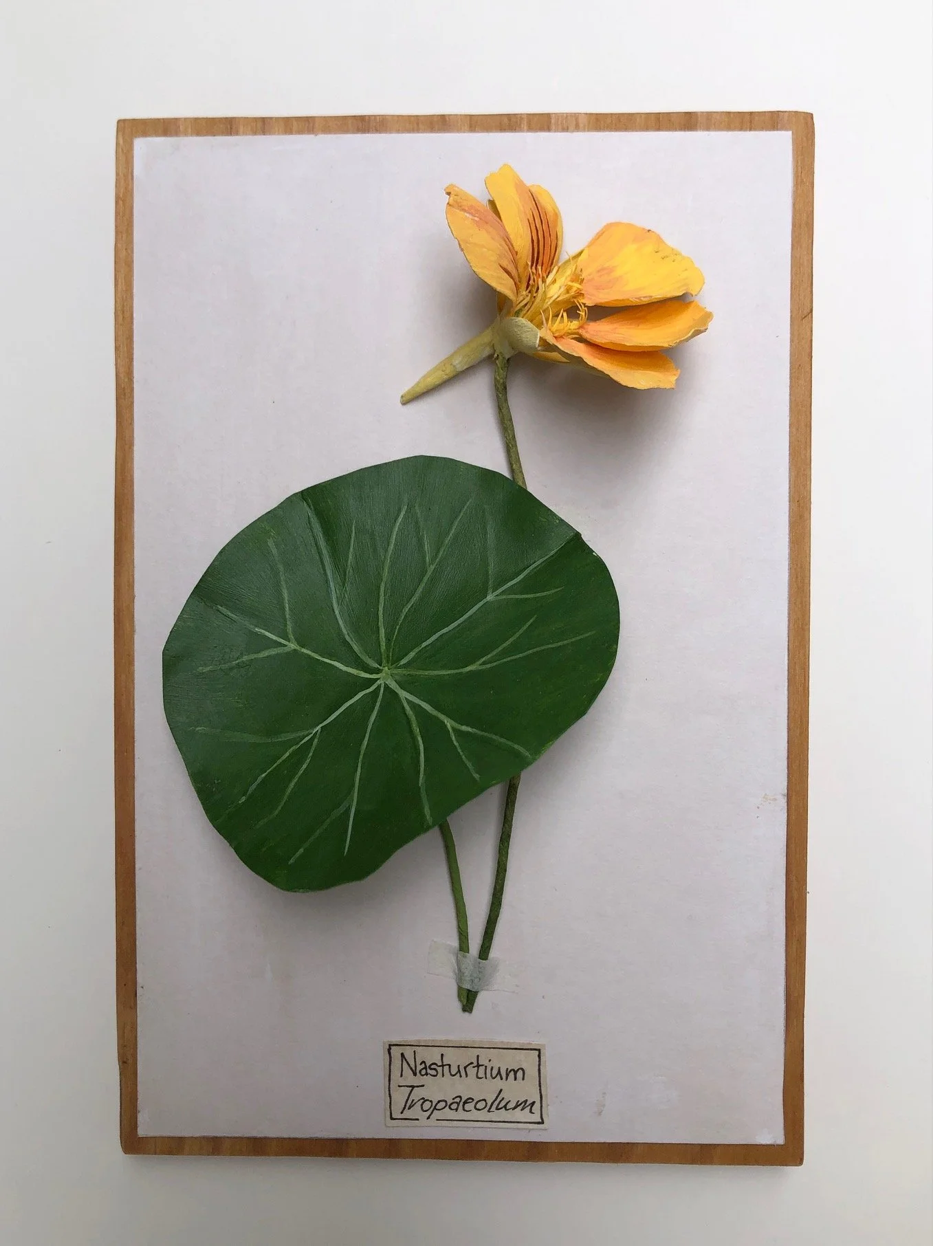 Nasturtium_8x5.25_PaperSculpture_$85.jpeg