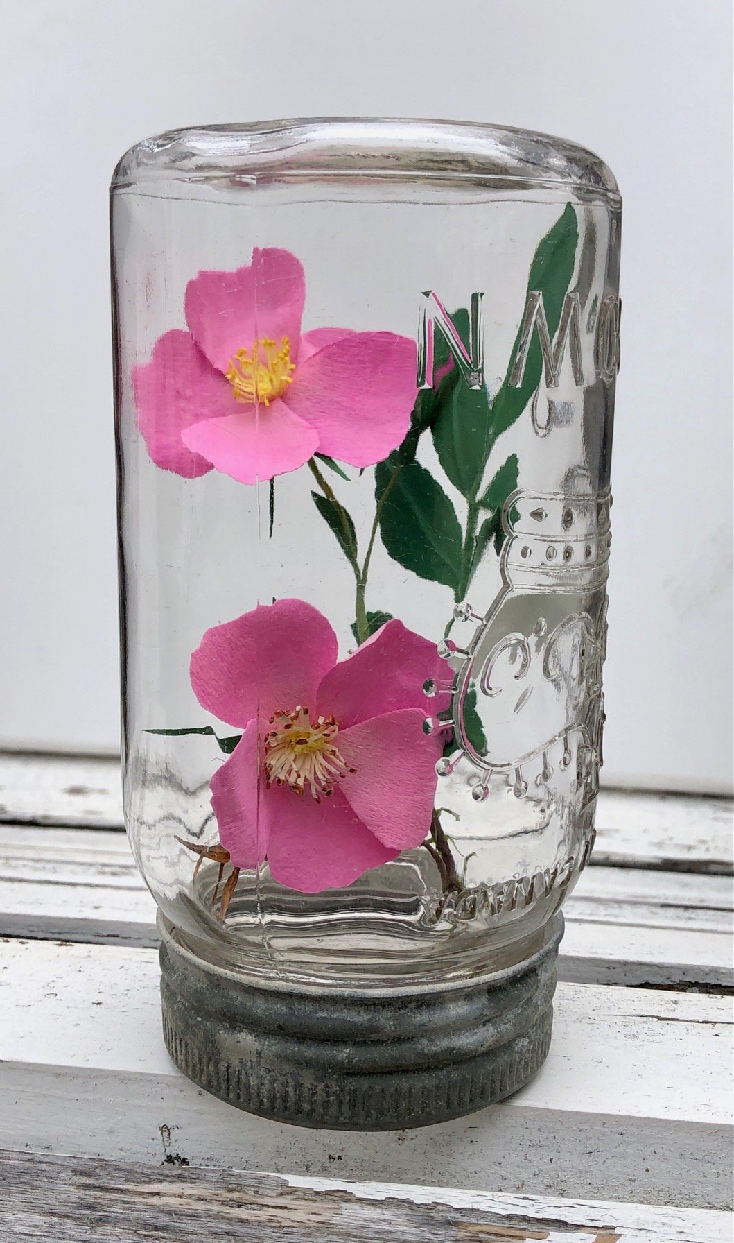 Rosa_acicularis_7_PaperSculptureinJar_$120.jpeg