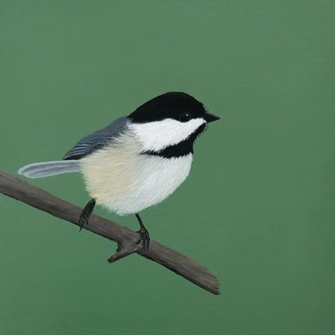 Arwynn Davey - Chickadee on Sage Green