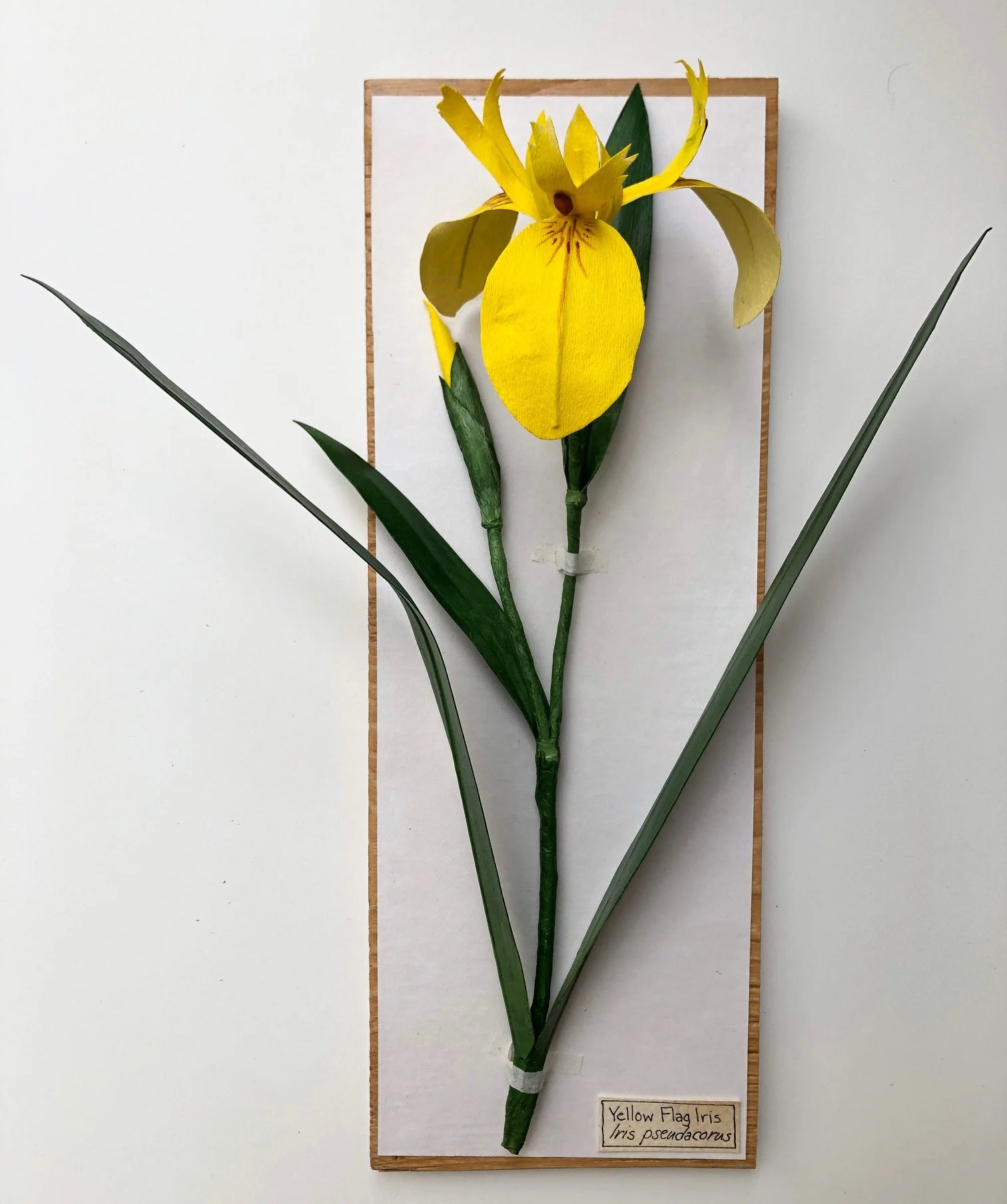 YellowIris_14x5_PaperSculpture_$175.jpeg