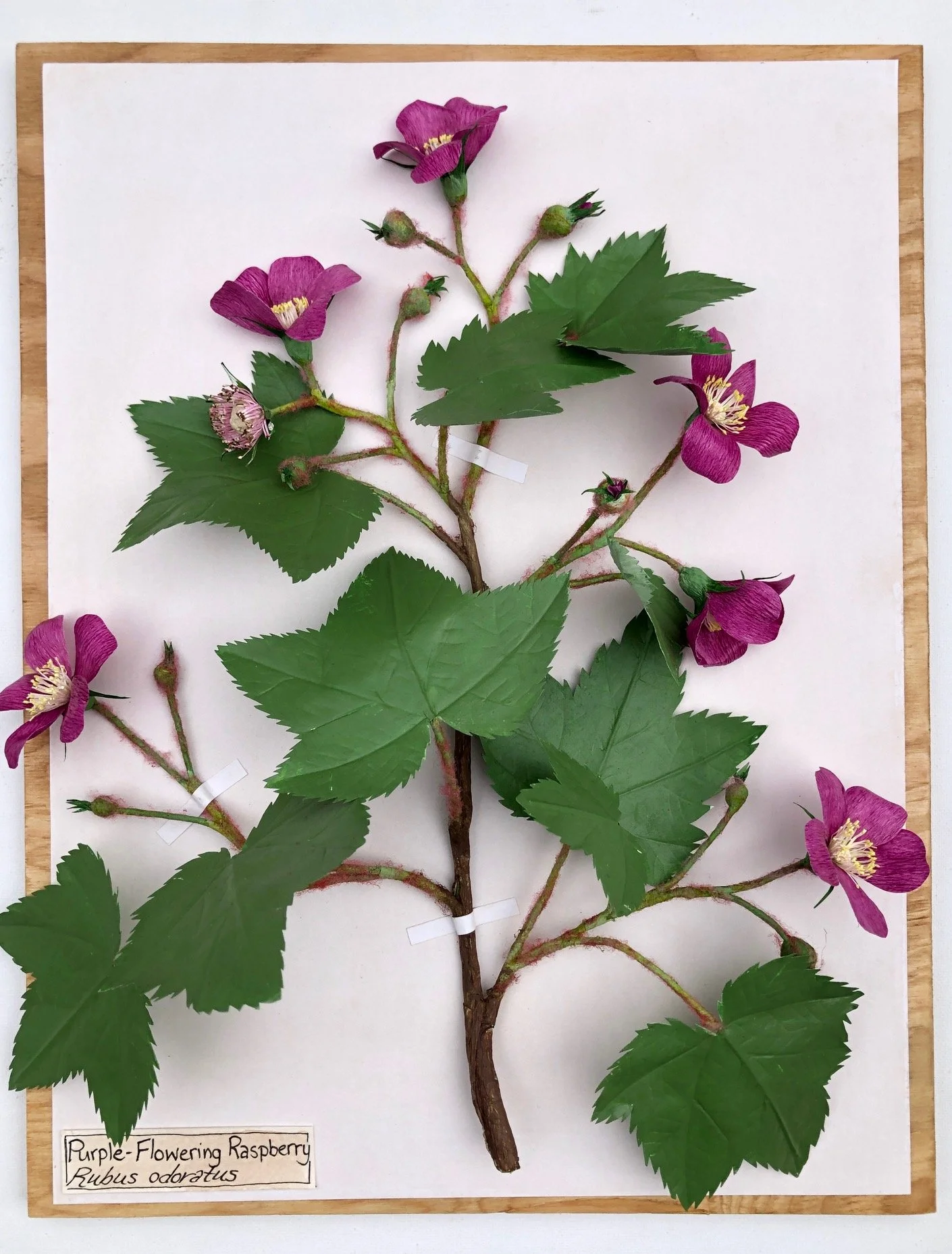 PurpleFloweringRaspberry_16x12_PaperSculpture_$375.jpeg