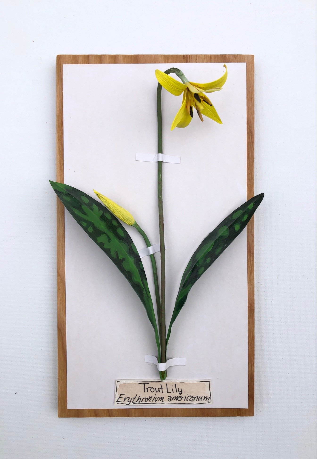 TroutLily_9.25x5_PaperSculpture_$155.jpeg