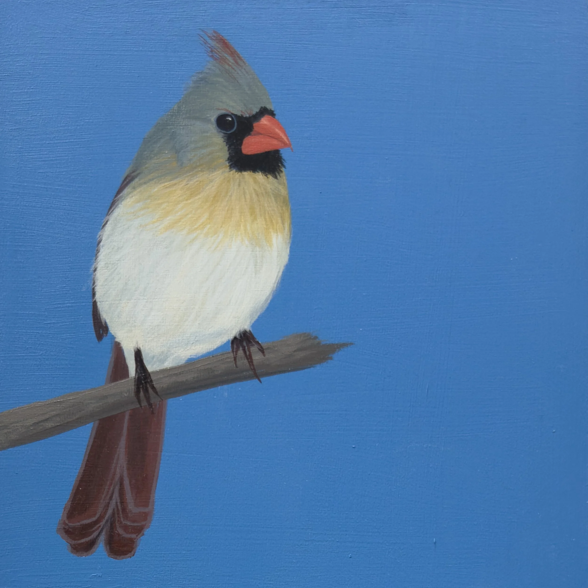 Cardinal On Blue.jpg