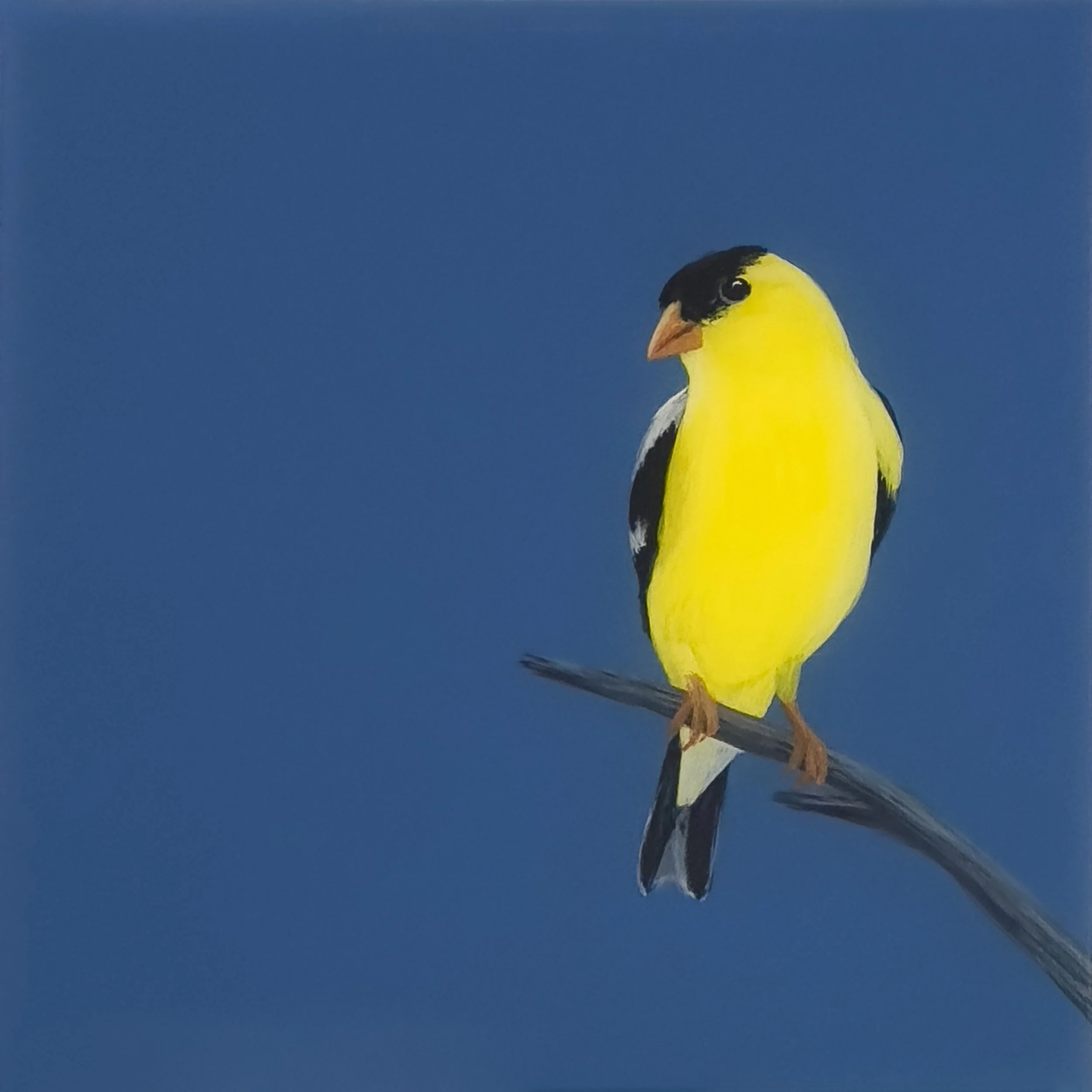 Goldfinch on Blue.jpg