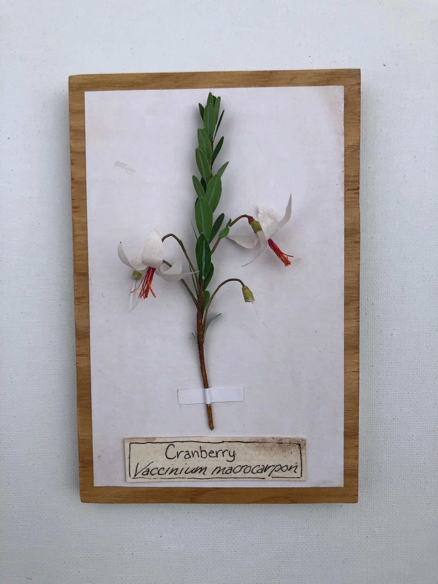 Cranberry_6x4_PaperSculpture_$75.jpeg