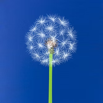 Dandelion on Blue 6x6 $150.png