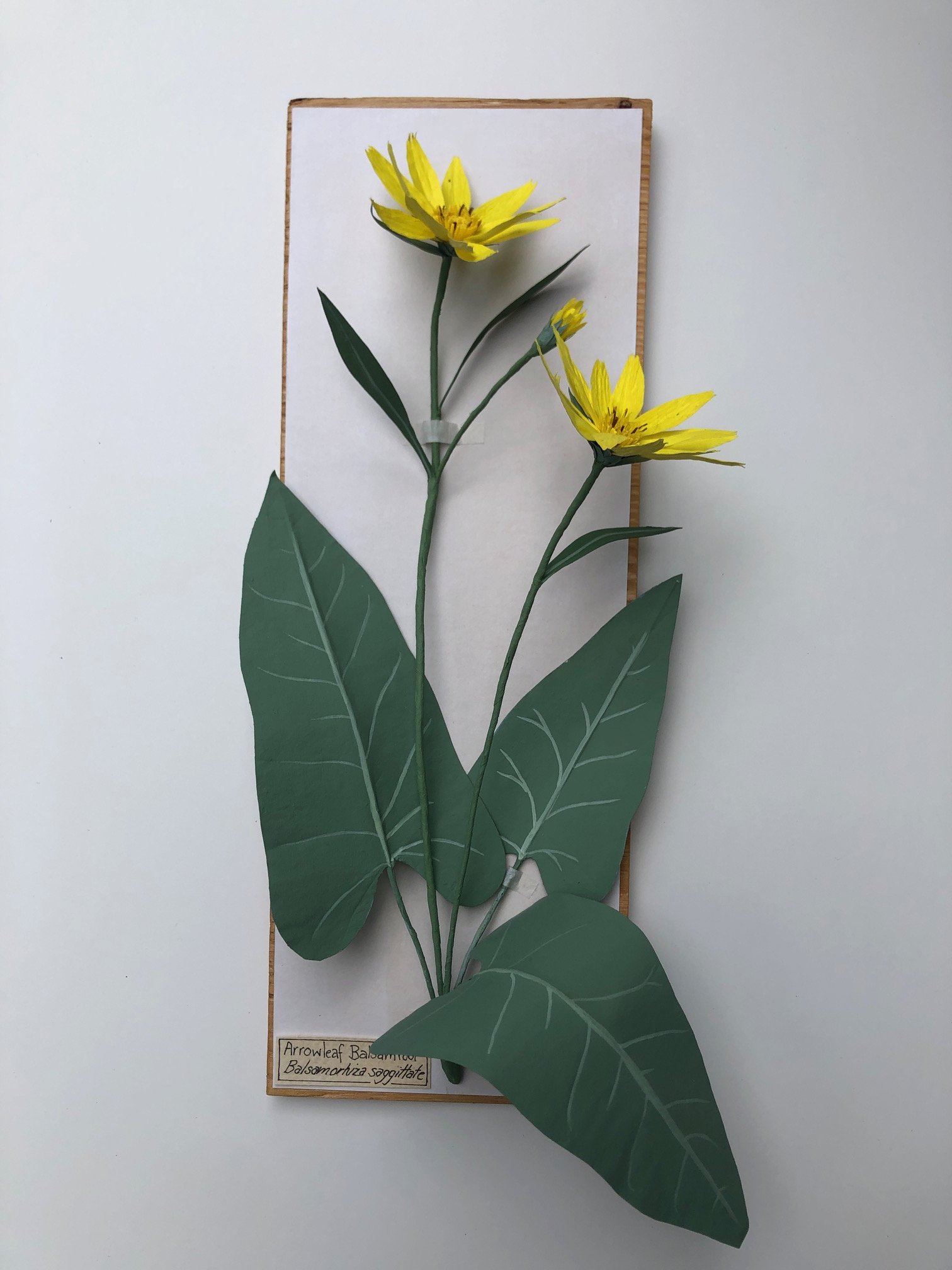 Balsamroot_14x5_PaperSculpture$175.jpeg