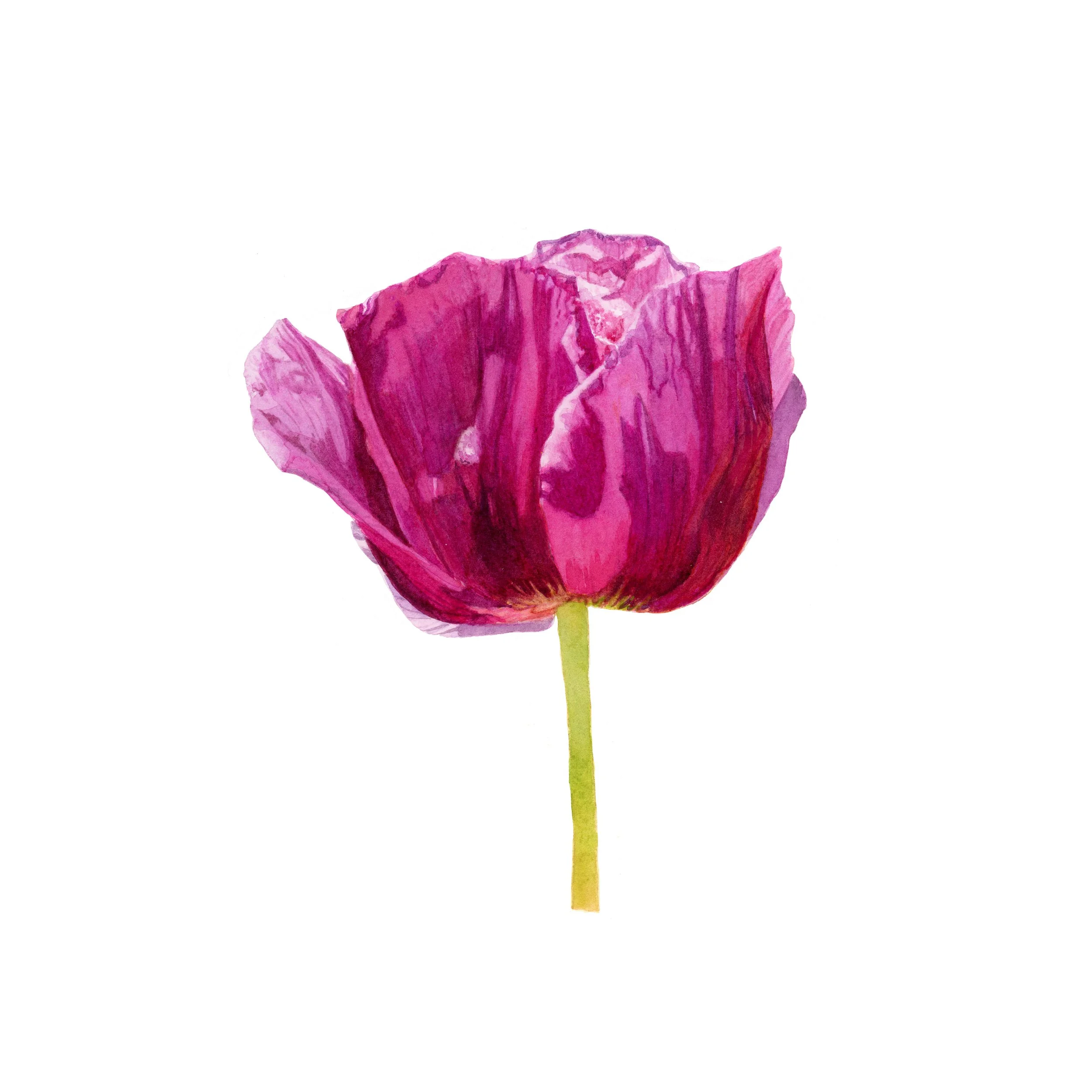 Brigitte Klassen_A Happy Bloom_12 x 12_Watercolour_$750.00.jpg