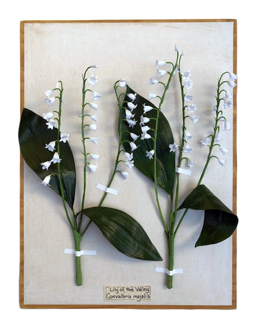 LilyoftheValley1.png