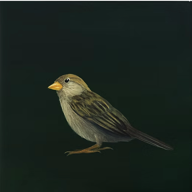 Arwynn Davey - Song Sparrow on Deep Green