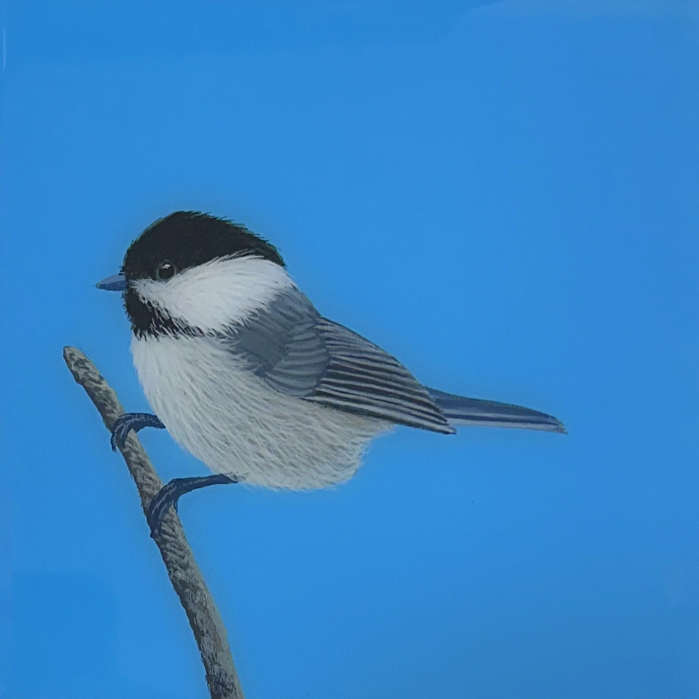 Chickadee on Blue.jpg