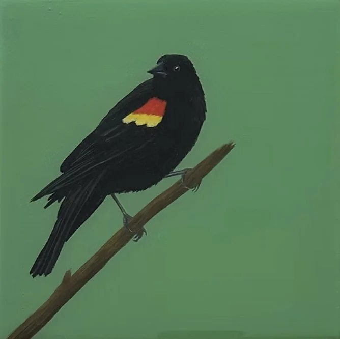 Arwynn Davey - Redwing Blackbird on Sage