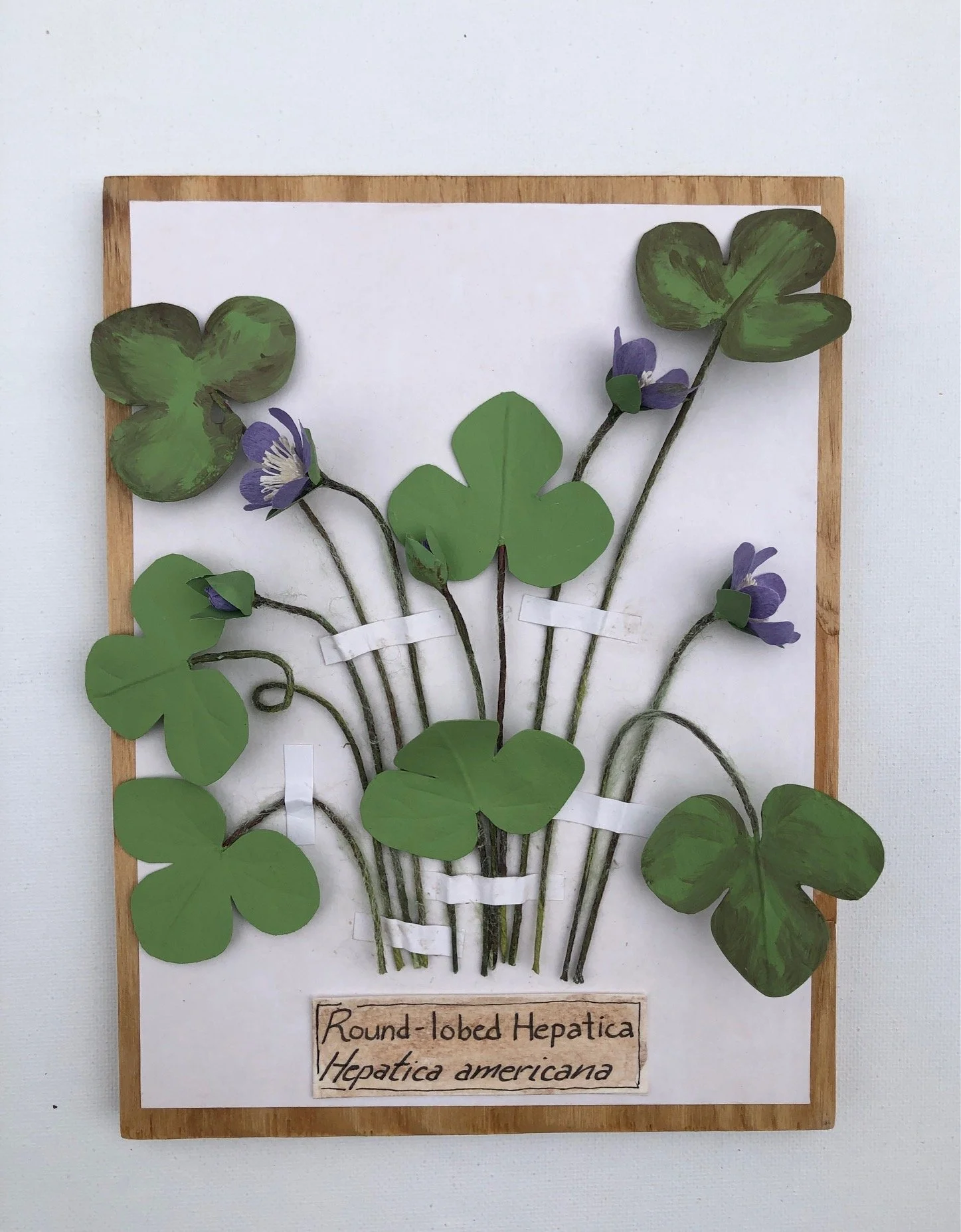 RoundLobedHepatica_8x6_PaperSculpture_$155.jpeg