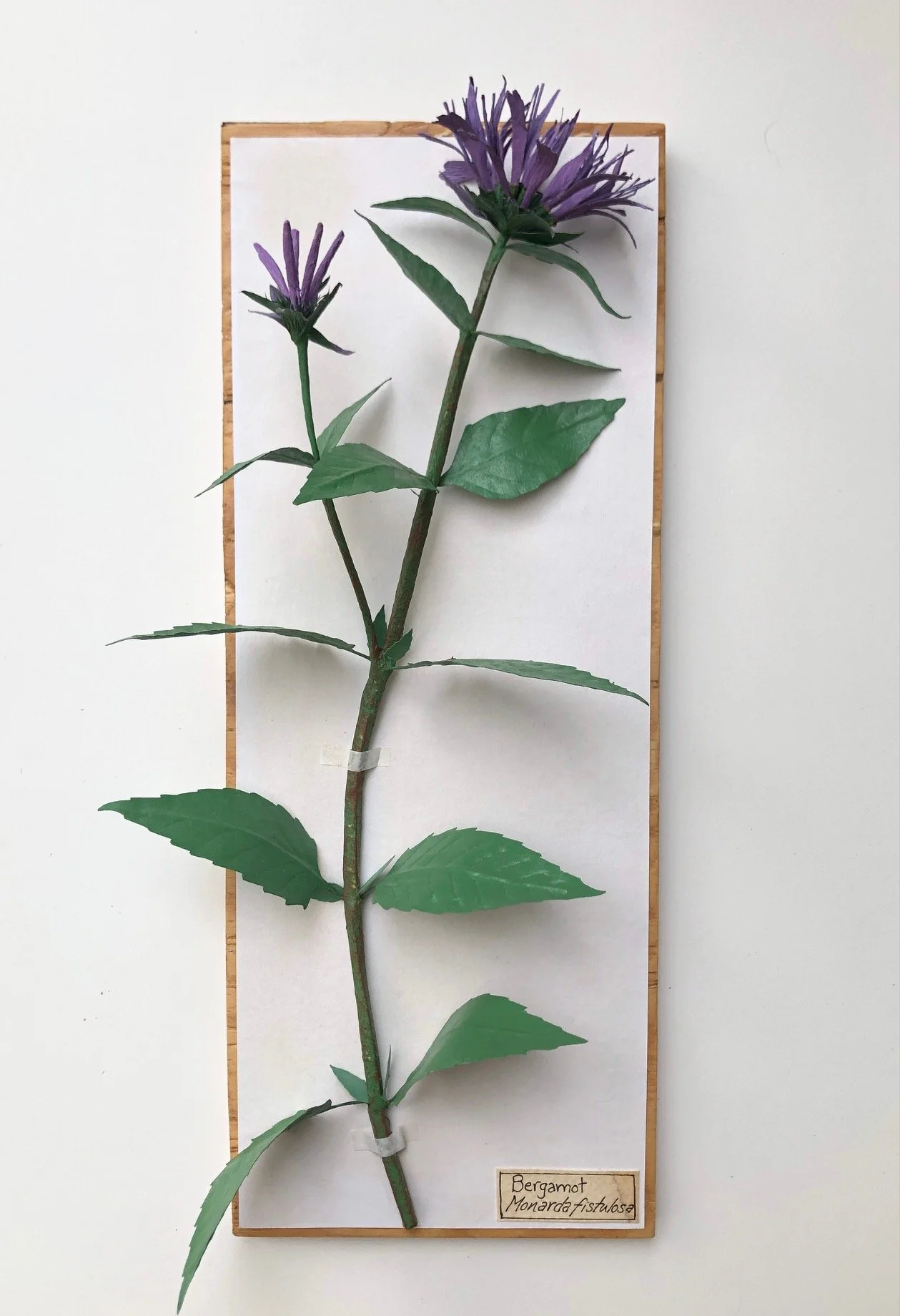 Bergamot_14x5.5_PaperSculpture_$175.jpeg