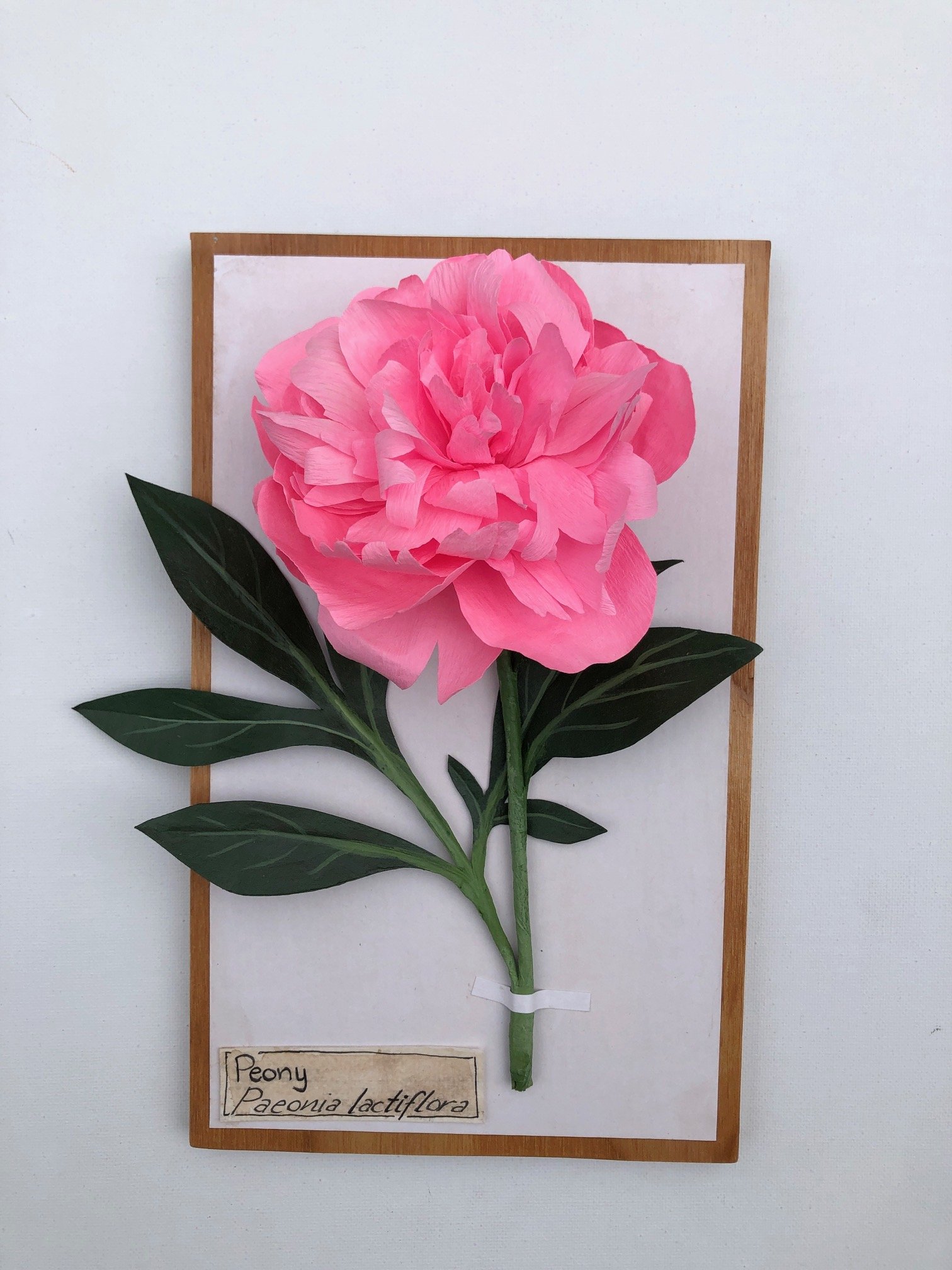 Peony_10x6_PaperSculpture_$165.jpeg