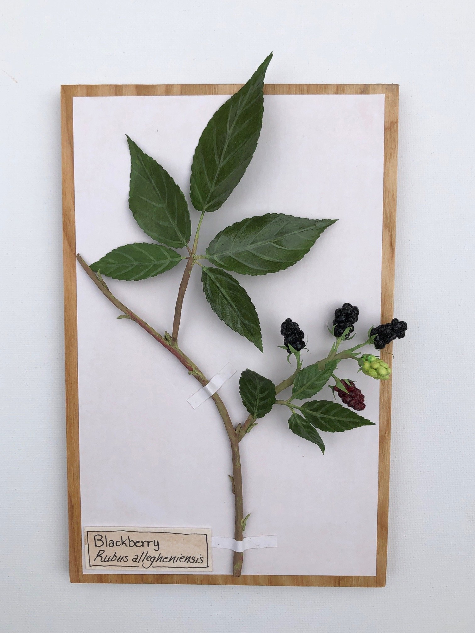 Blackberry_9.25x6_PaperSculpture_$155.jpeg
