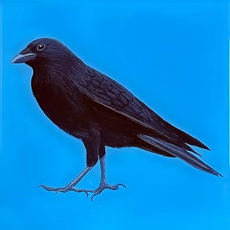 Black Crow 6x6 $150.png