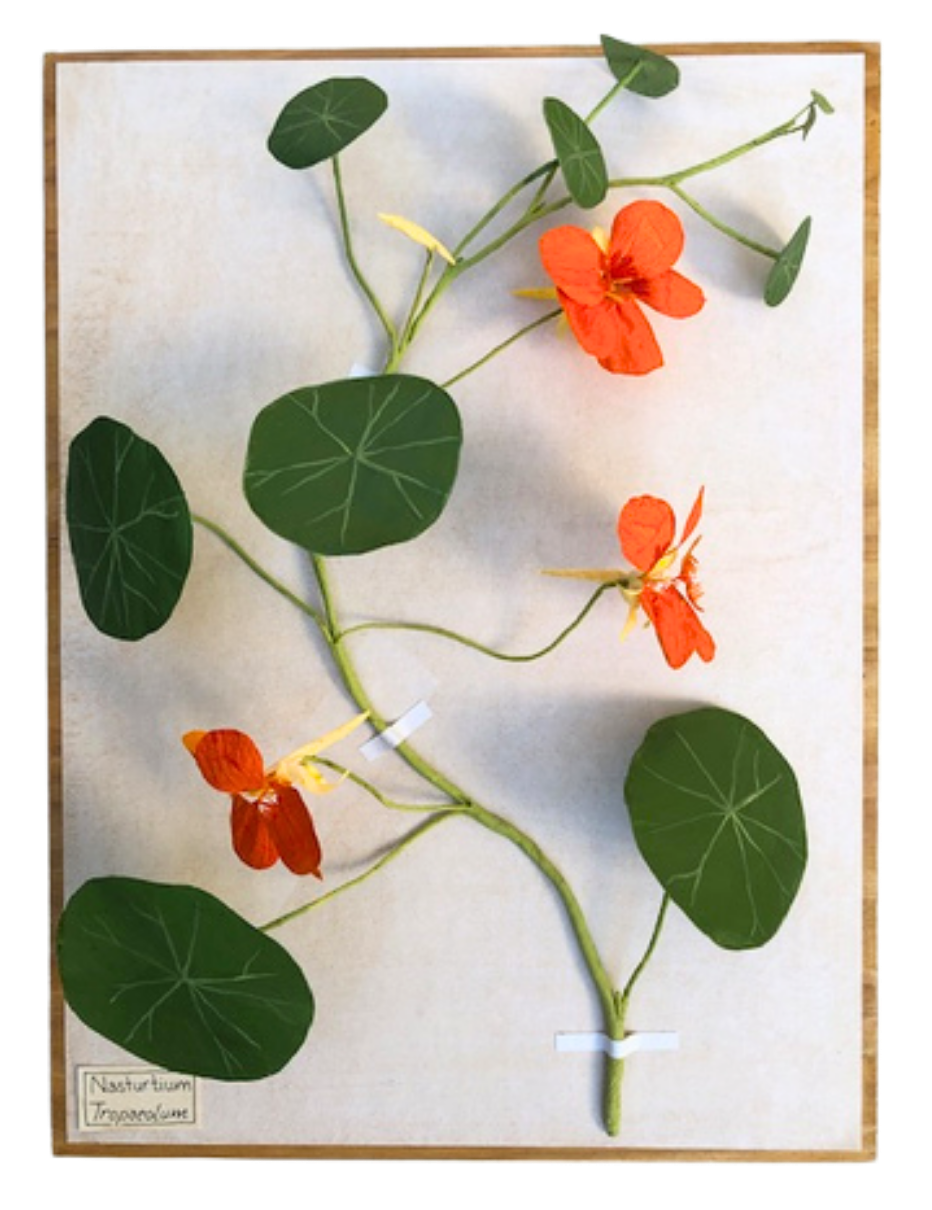 Nasturtium1.png