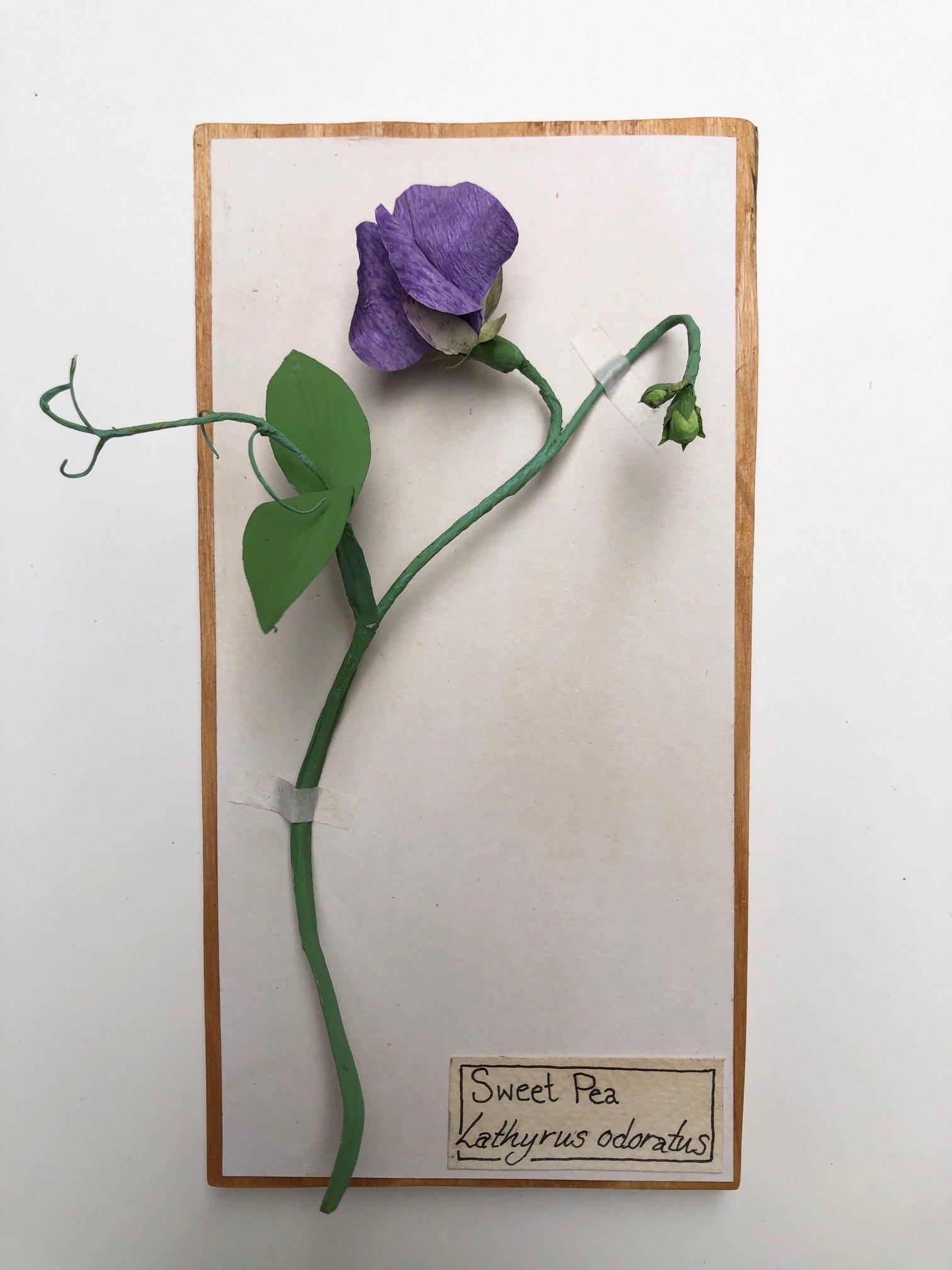 PurpleSweetPea_7.75x4_PaperSculpture_$85.jpeg
