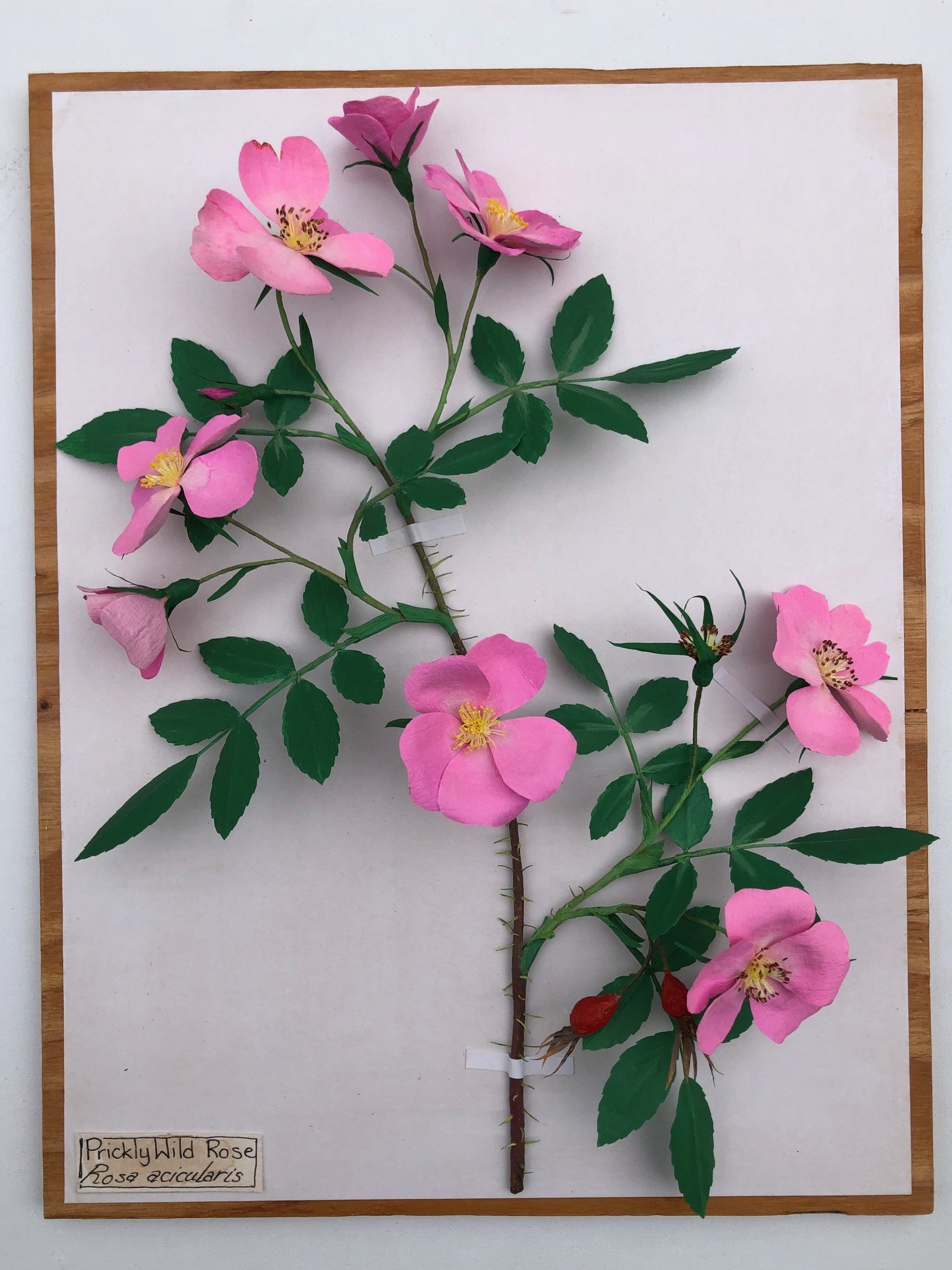 PricklyWildRose_16x12_PaperSculpture_$375.jpeg