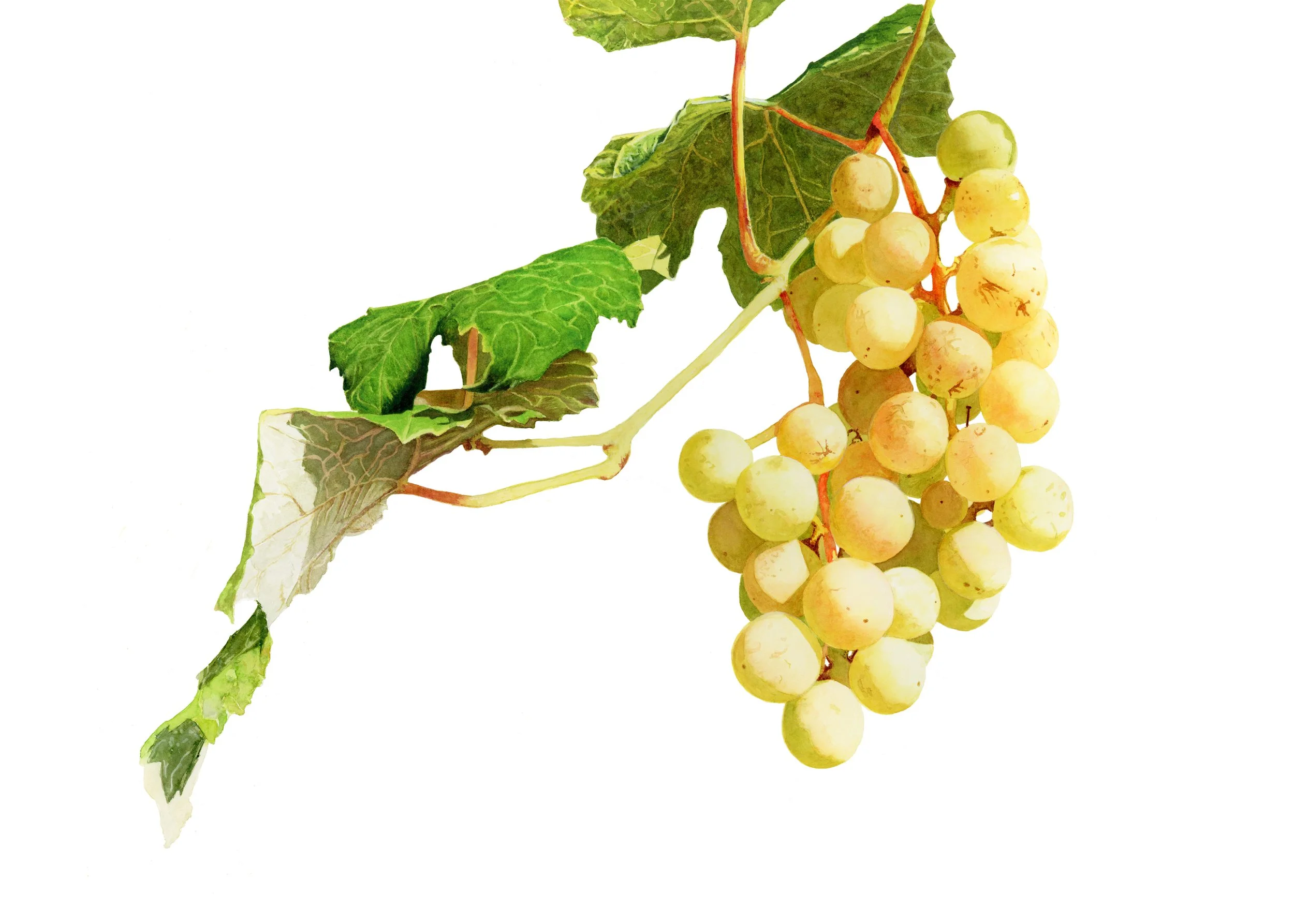 Suspended on the vine.jpg