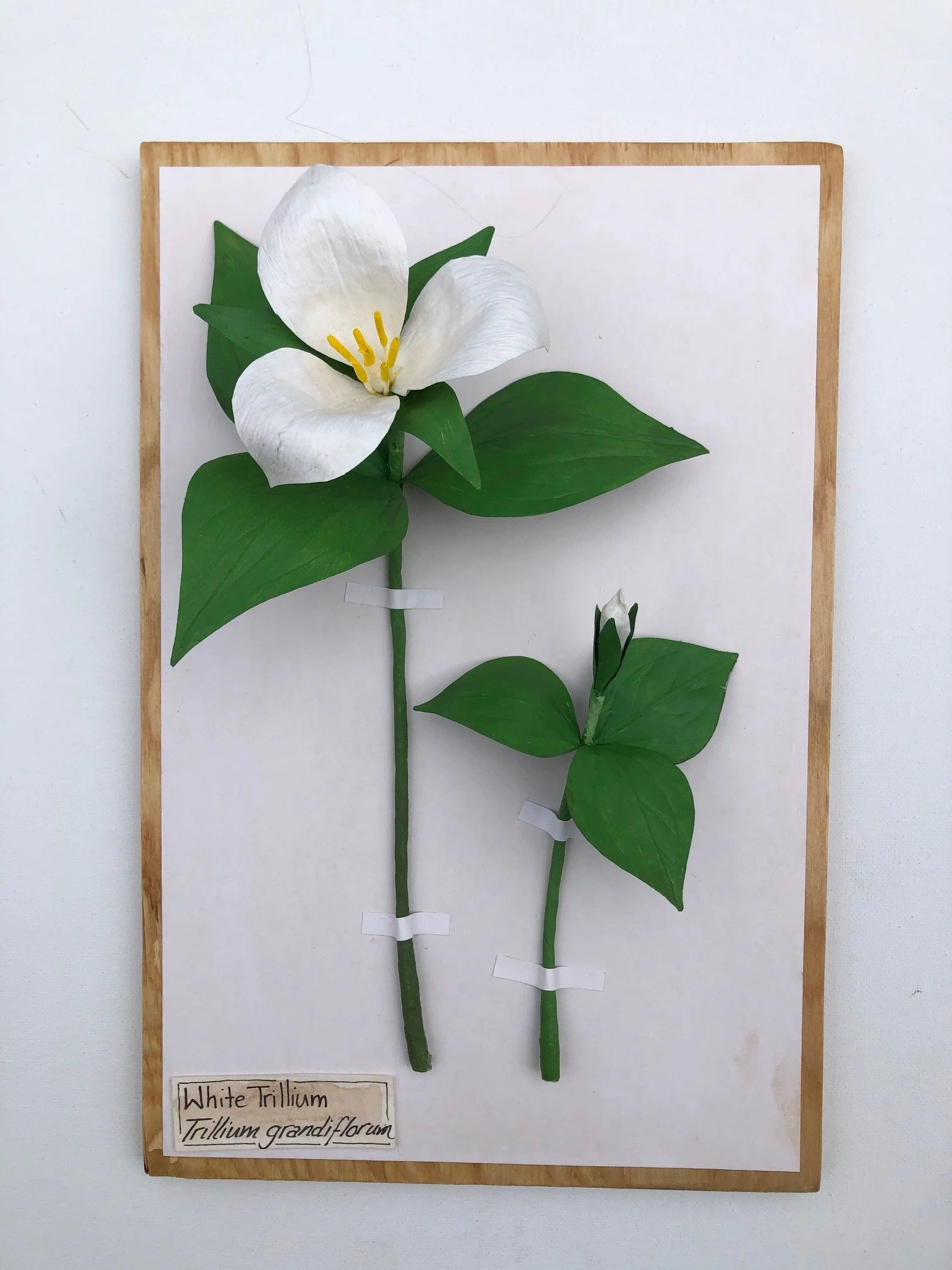 WhiteTrillium_12x8_PaperSculpture_$185.jpeg