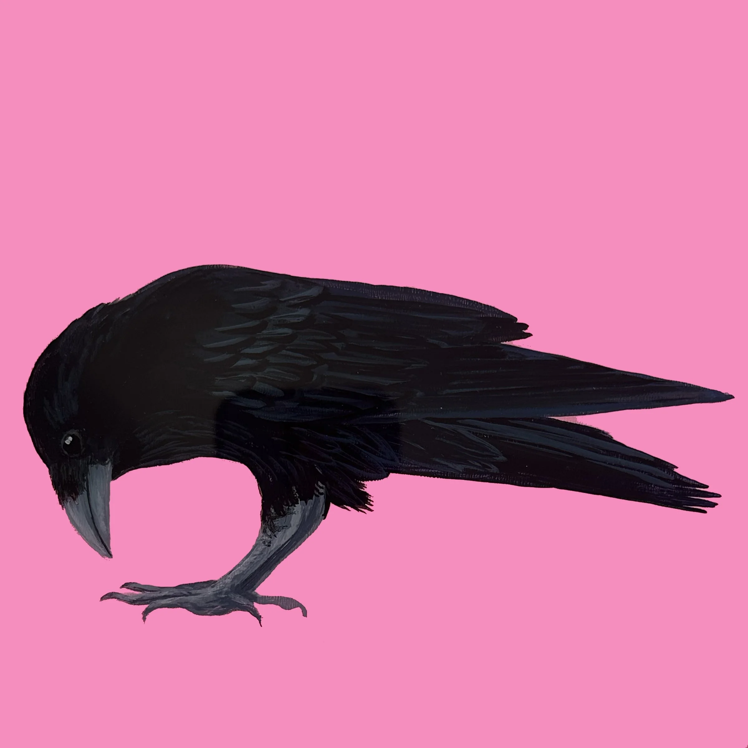 Crow Looking Down on Bright Pink.jpg