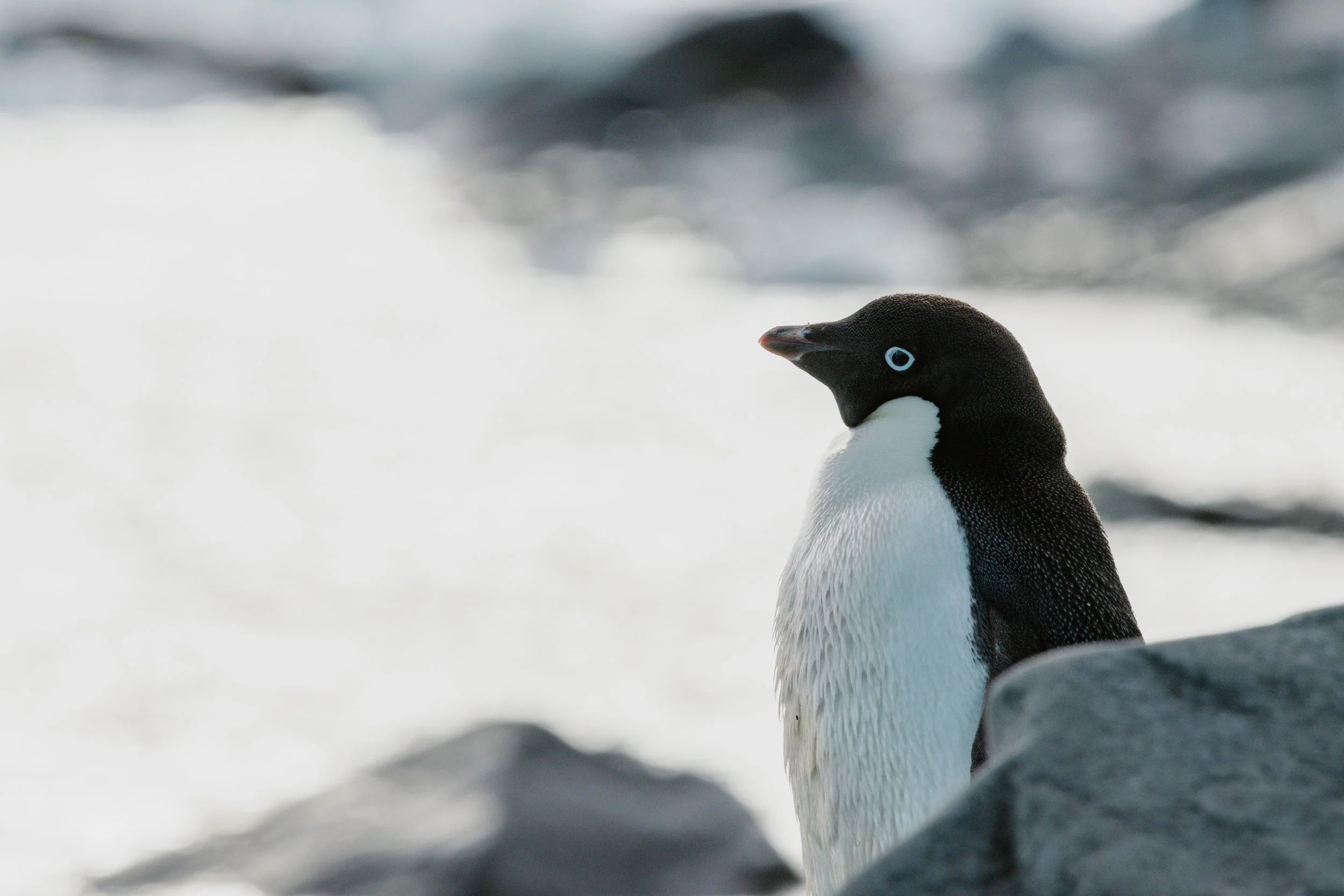 Antarctica