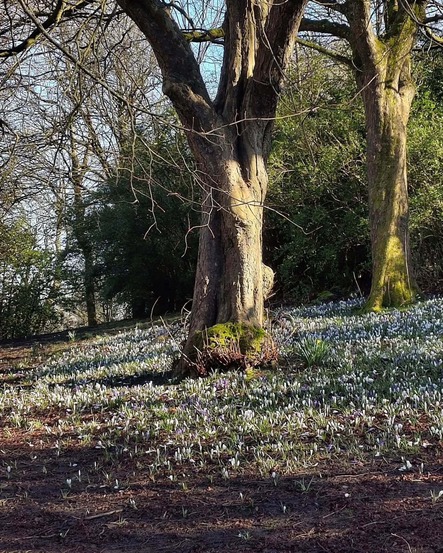 Spring is officially almost here!&nbsp;just a little appreciation post for Glasgow lately 🌞
I love seeing bulbs starting to peek through the soil in town ~&nbsp;the little crocuses and narcissi dotted around cheer me up even when it&rsquo;s raining!