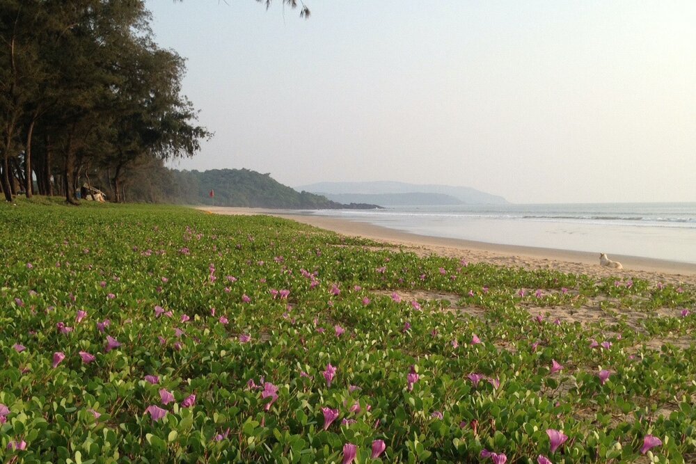 lua-cheia-villa-goa-galgibag-beach-1.jpeg