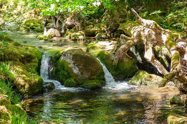 A small stream flowing over rocks surrounded by lush green foliage and moss.