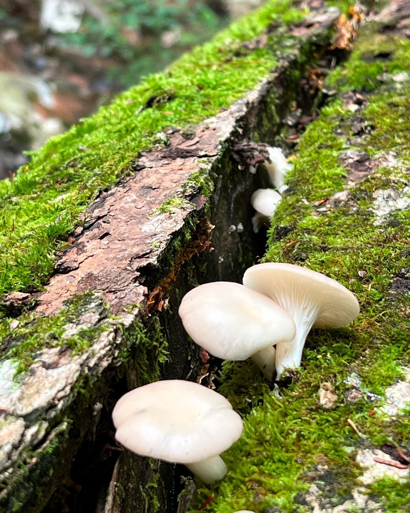 All these friends popped out of a fallen tree which lies across my local stream. 

This tree was the original location where I discovered myself as what would later be known to me as Little Mushroom. 

This name embodies the spirit of a deep part of 