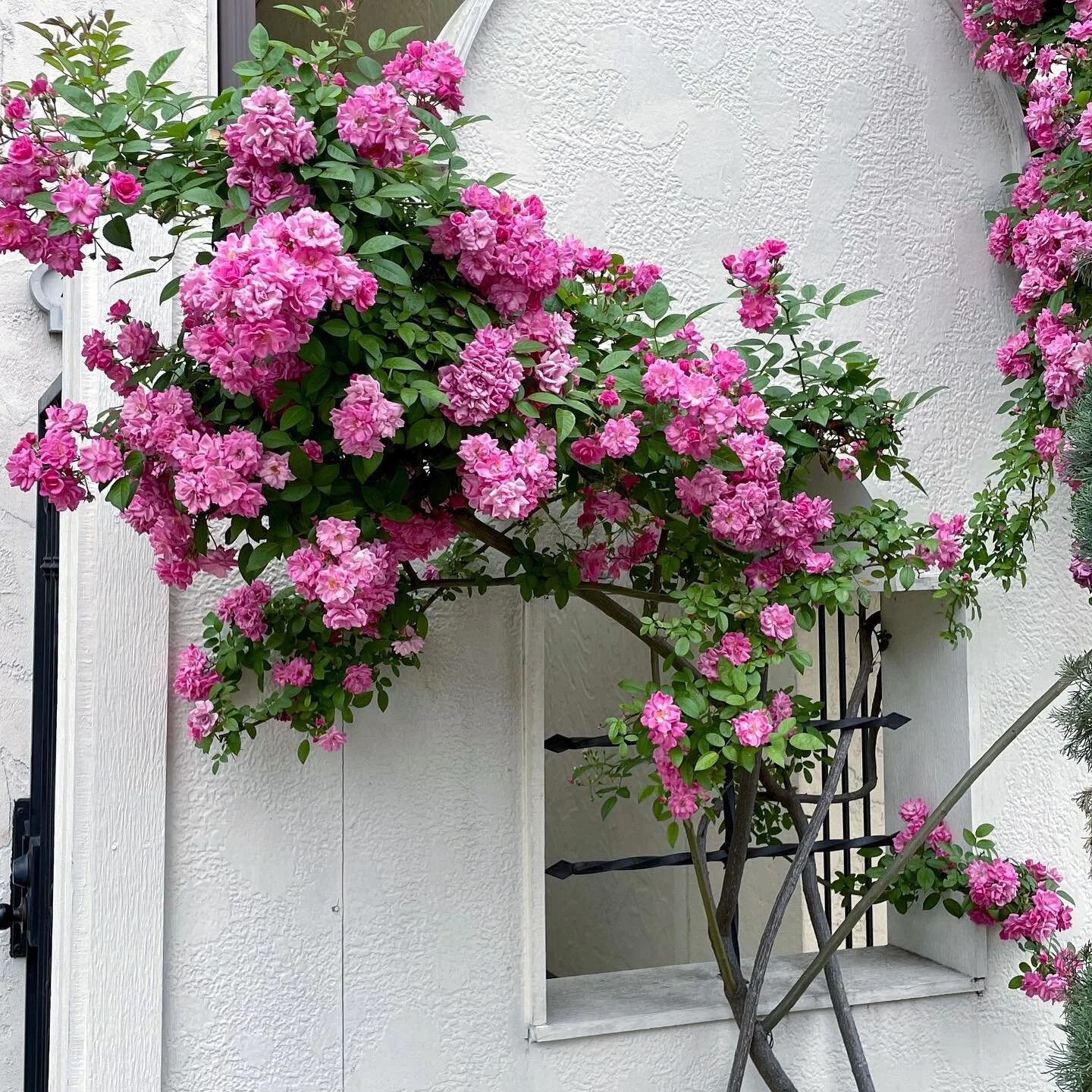 Do you take the time to stop and smell the flowers? 🌺 

May is Mental Health Month!

Time to check-in on your friends, coworkers, and most importantly, yourself. How are YOU doing? 

Throughout the month, Mental Health will be a topic of discussion.