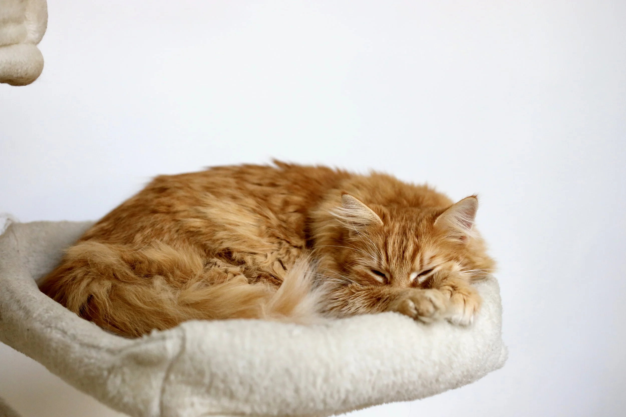 Kater Schubert