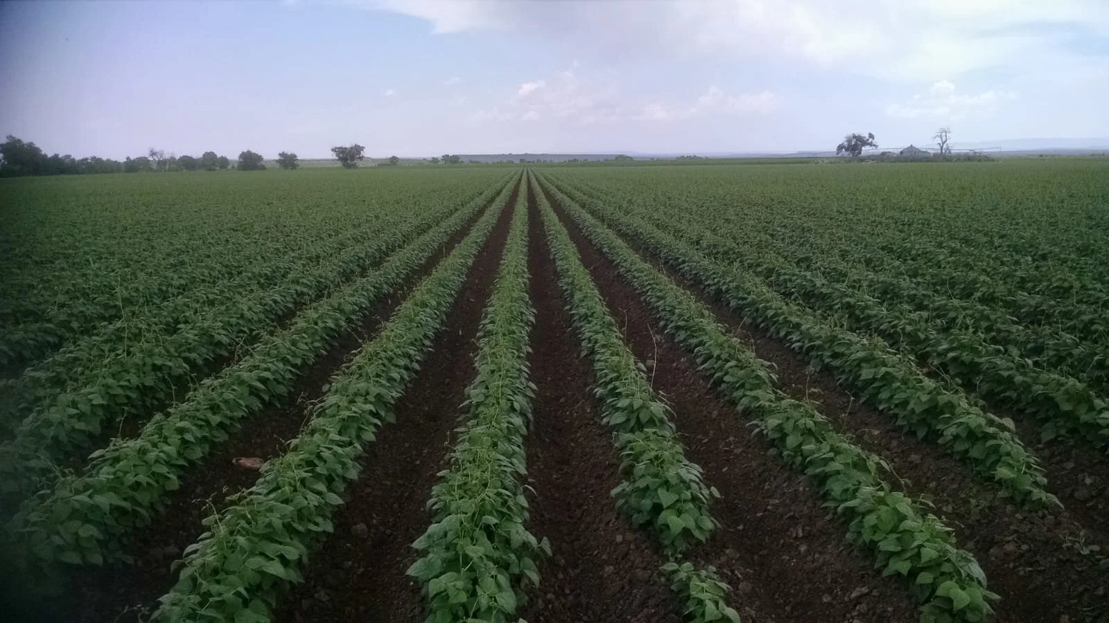 Yoder Family Farms