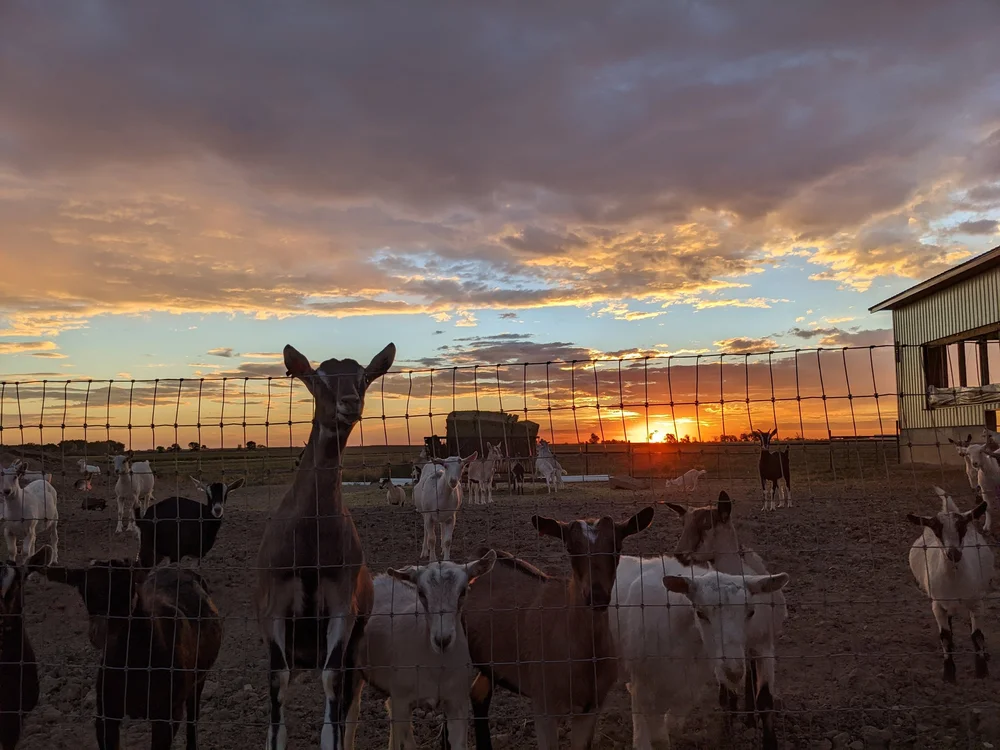 About — Yoder Family Farms
