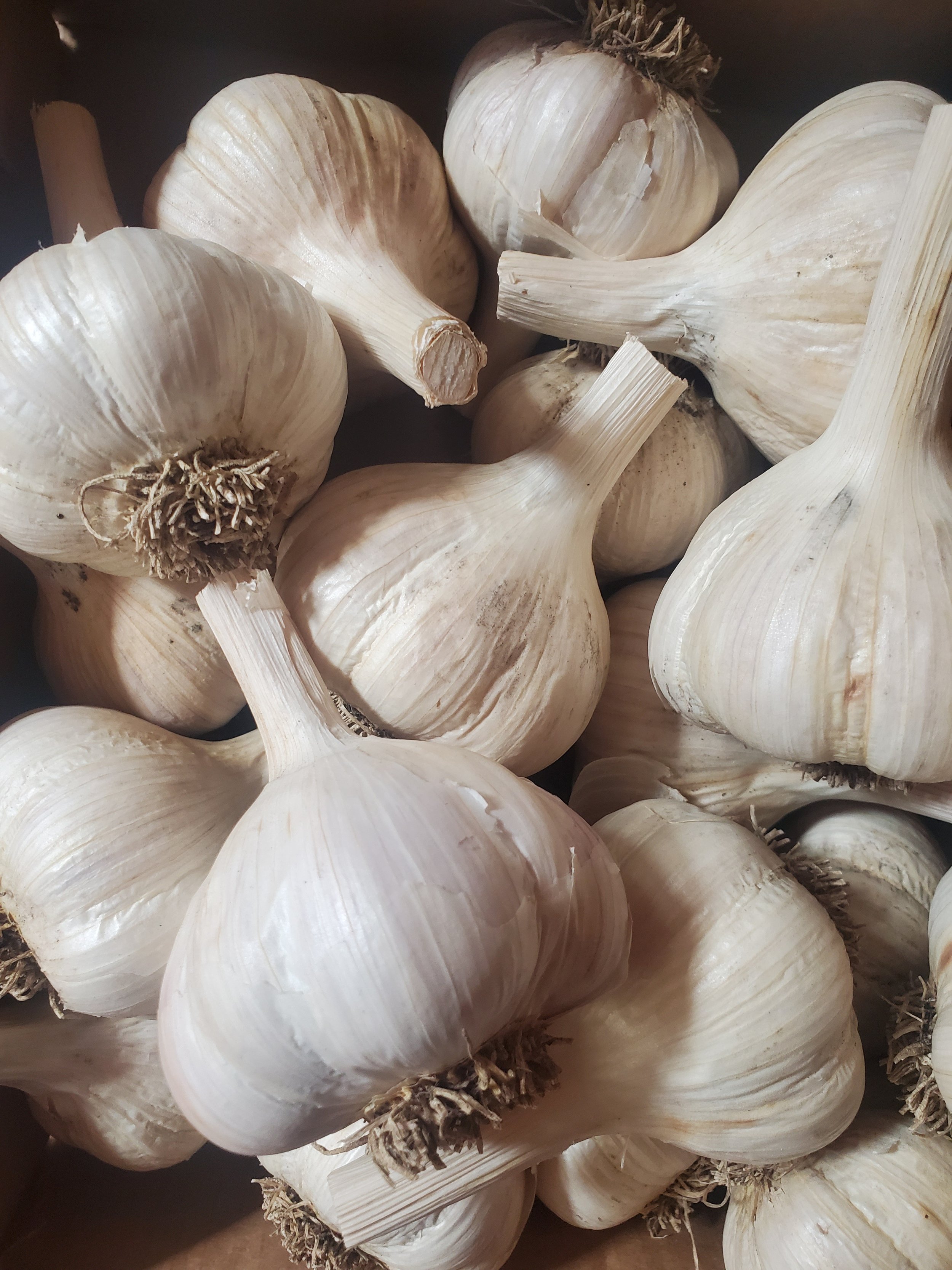 Seed Garlic, head