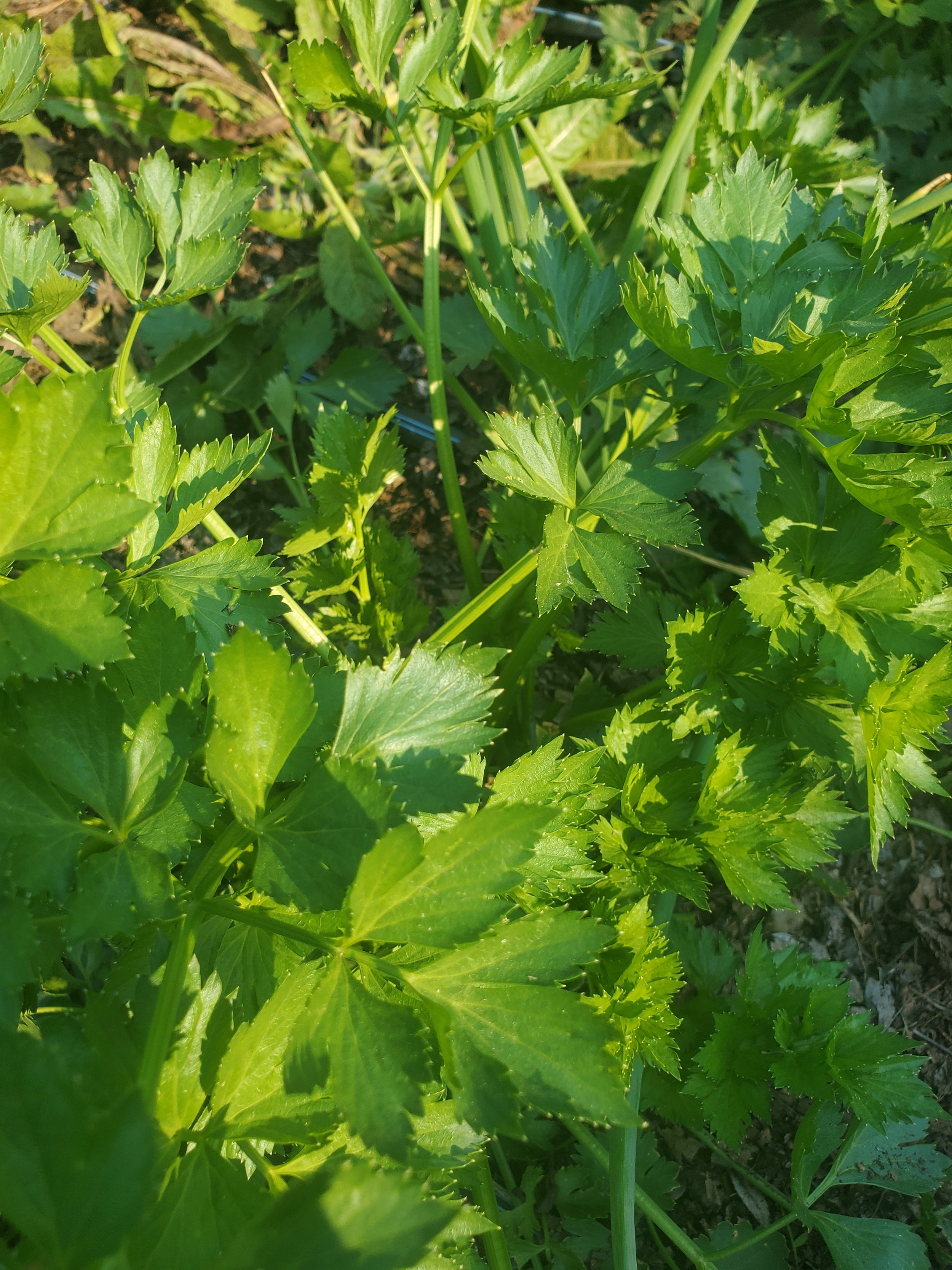 Leaf celery, bunch