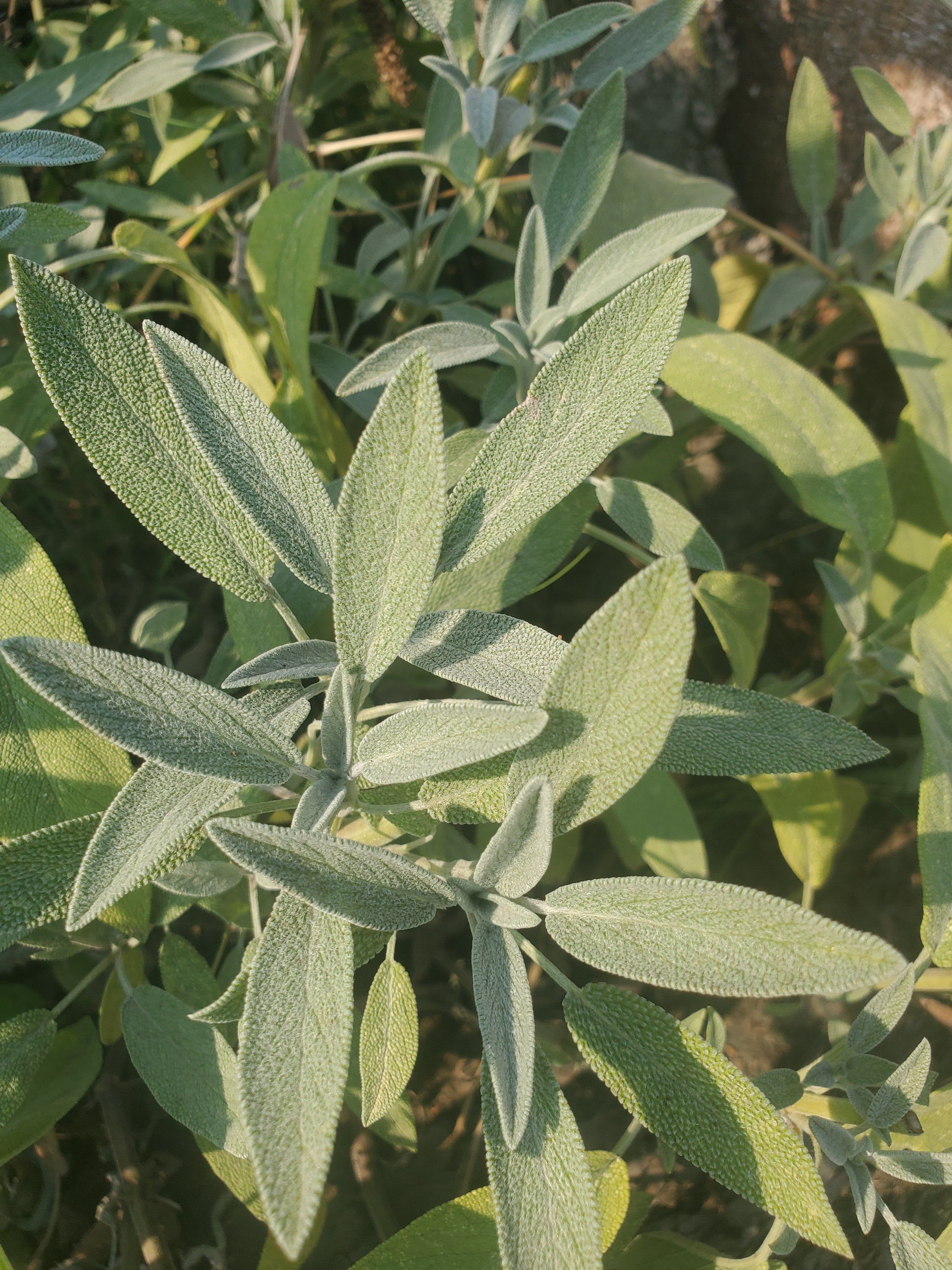 Sage, small bundle