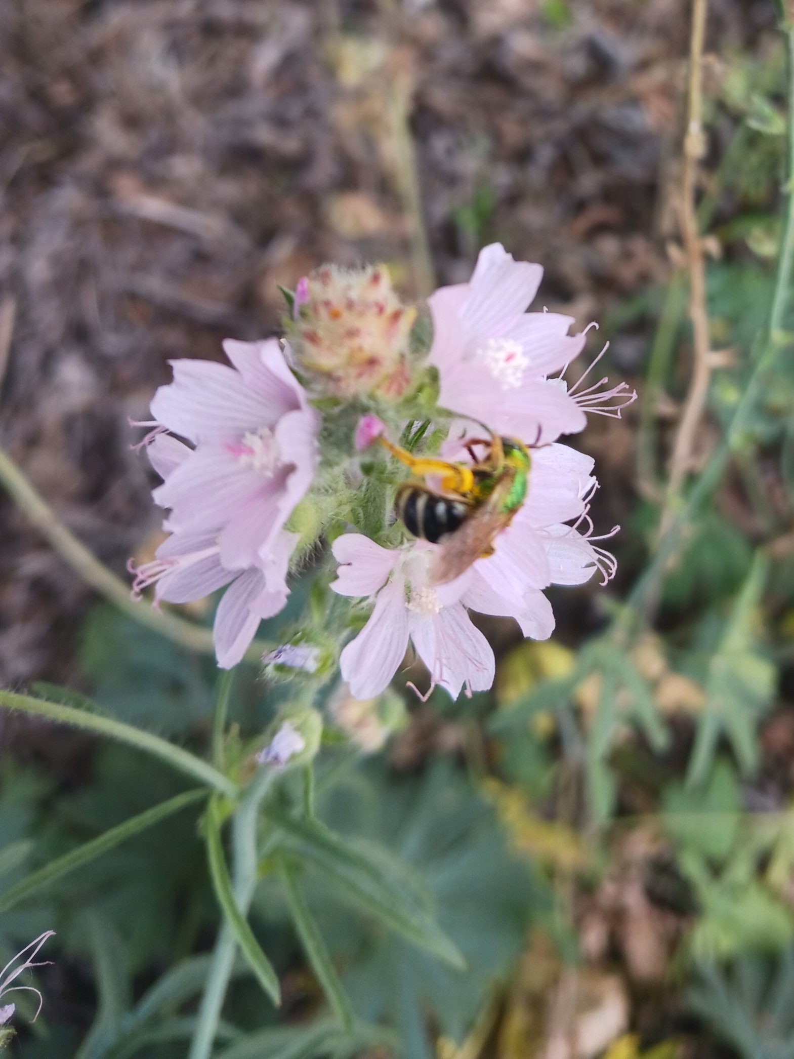 Checkermallow with metallic sweat bee