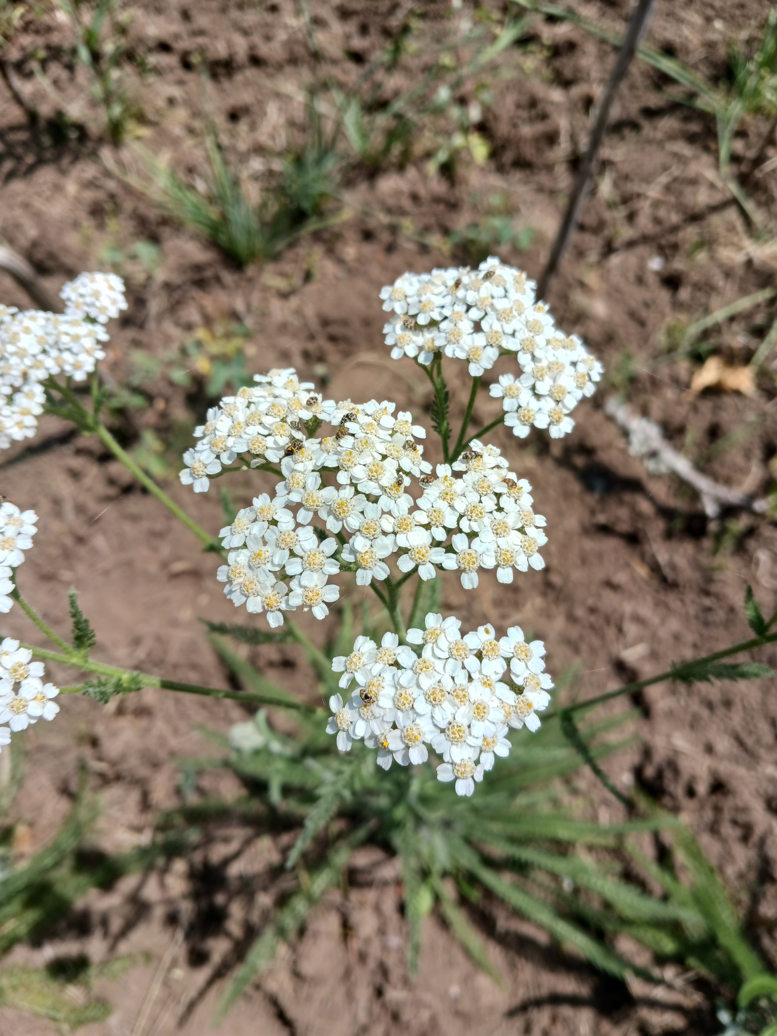 Yarrow